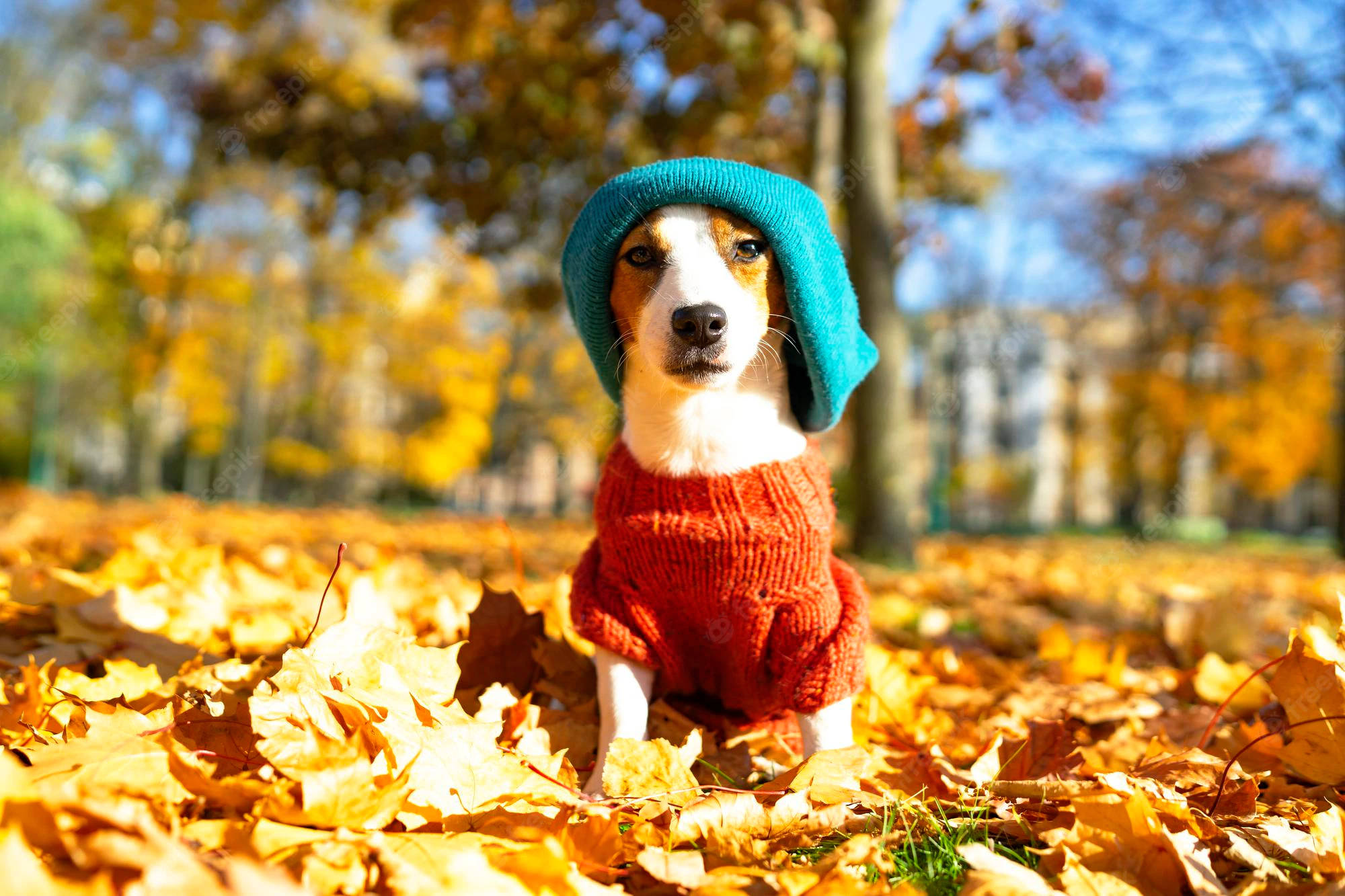 Fall Season 桌布 壁紙 — 一隻迷人的米格魯戴著青綠色針織帽和紅色毛衣，坐在金黃色的秋葉中，背景是清澈的藍天。