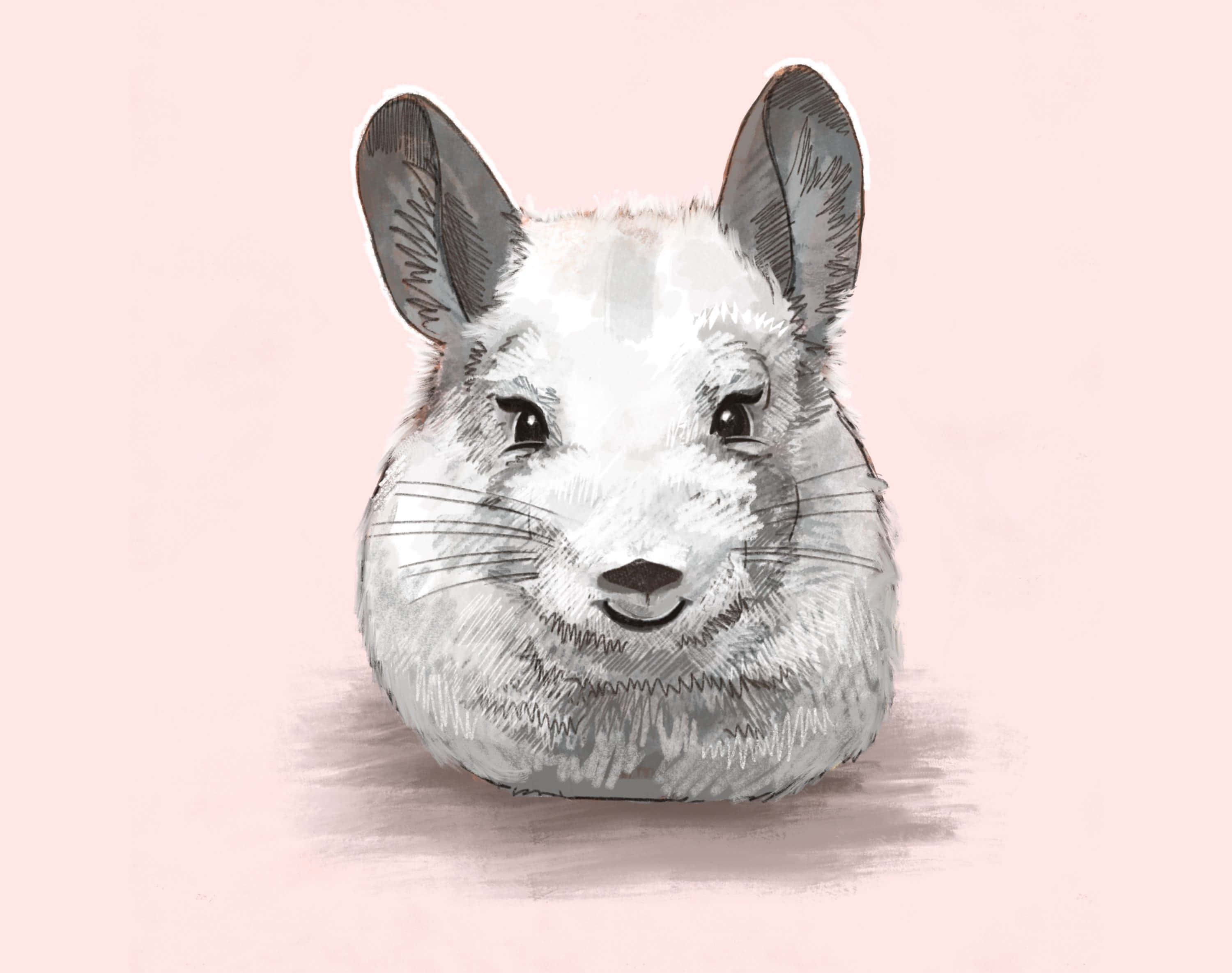 chinchilla 桌布 壁紙 — 一隻迷人的龍貓，擁有柔軟的灰色毛髮和大耳朵，在粉彩粉紅色的背景上溫柔地微笑。