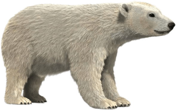 Polar 桌布 壁紙 — 一隻逼真的3D渲染北極熊側面站立在透明背景上，展現細緻的毛髮質感和強壯的體格。