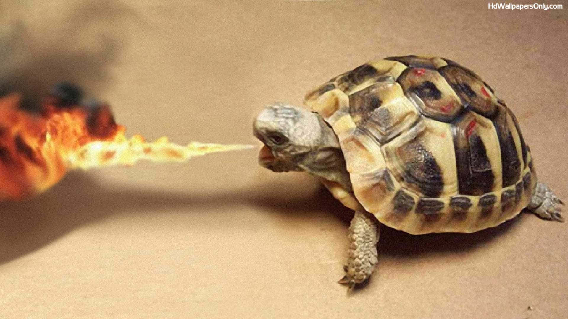 Turtle 桌布 壁紙 — 一隻逼真的烏龜在純棕色背景上噴出鮮豔的橙色火焰。
