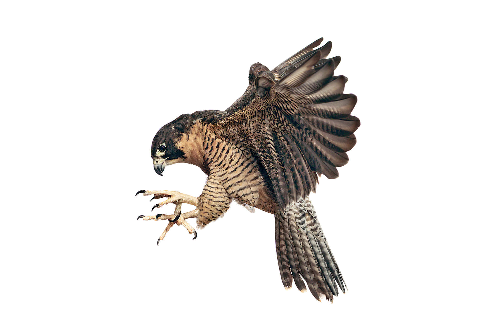 Falcon 桌布 壁紙 — 一隻遊隼張開翅膀、伸出利爪，在純白背景下俯衝攻擊。