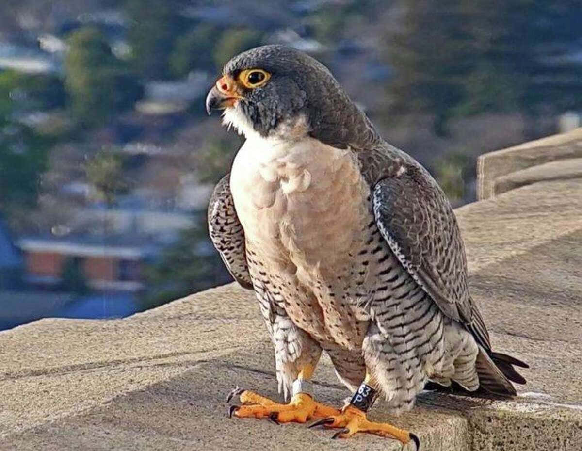 Falcon 桌布 壁紙 — 一隻遊隼警覺地棲息在混凝土邊緣上，俯瞰模糊的城市景觀。