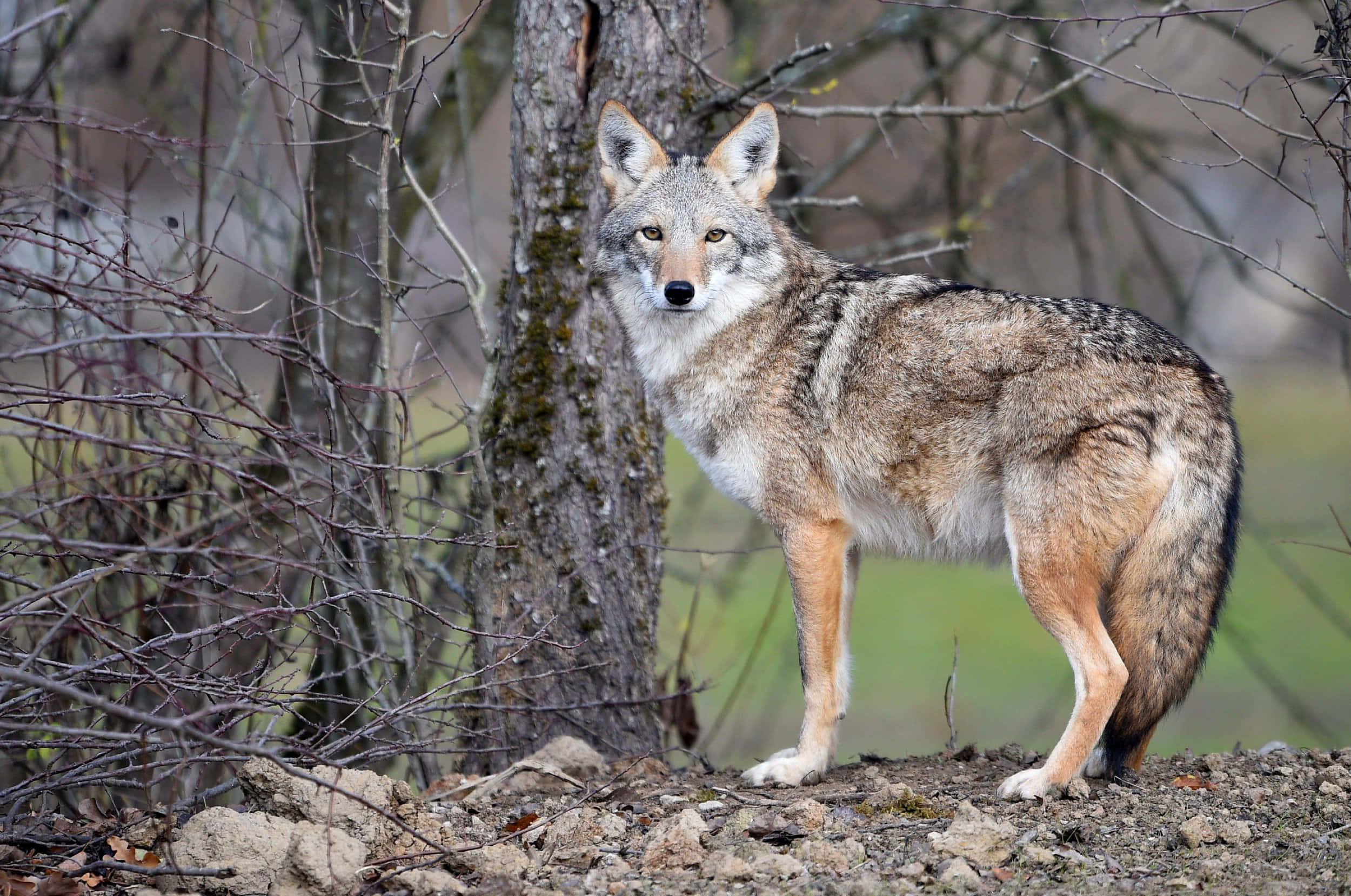 Coyote 桌布 壁紙 — 一隻郊狼在樹枝光禿、地面多石的森林中，警覺地站在一棵長滿苔蘚的樹旁。