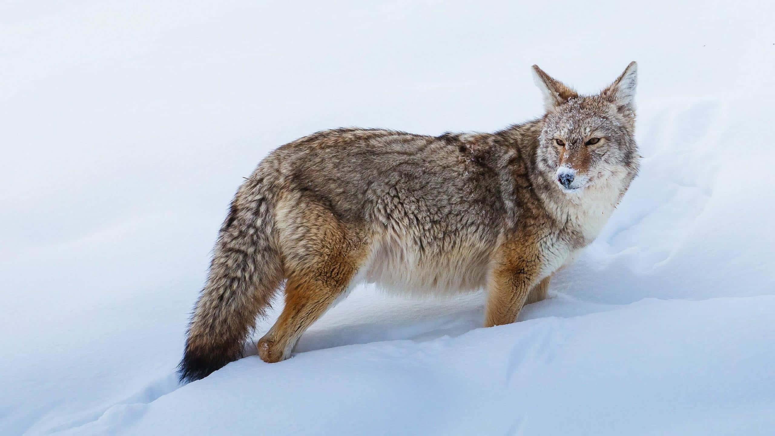 Wolf In Winter 桌布 壁紙 — 一隻郊狼在深雪中警覺地站立，其毛皮呈灰褐色和棕褐色斑駁，與明亮的白色冬季景觀形成對比。