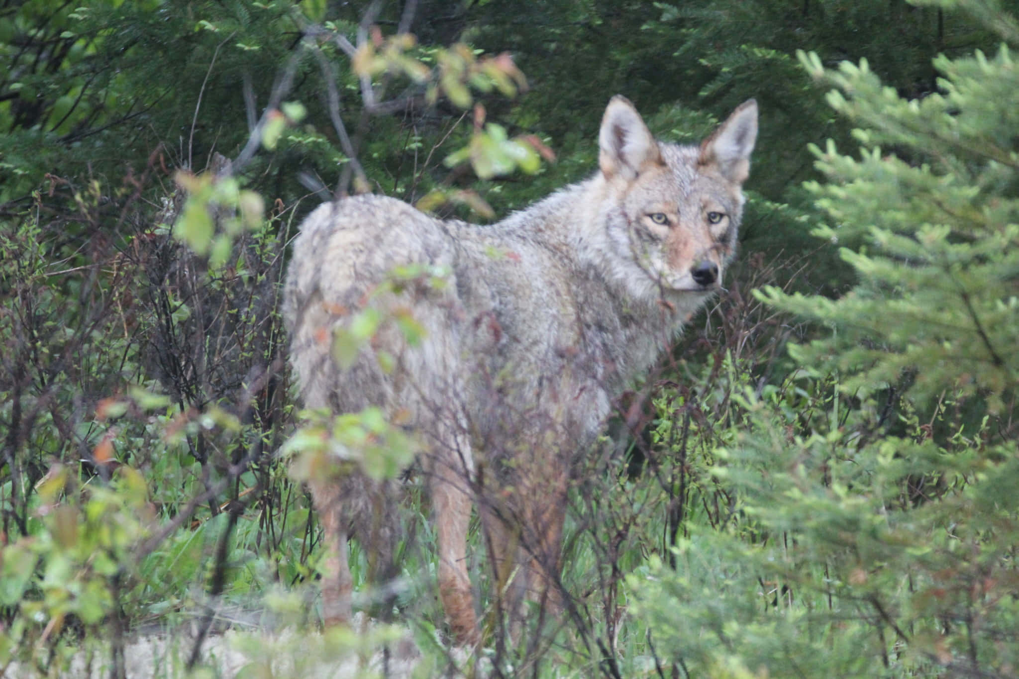 Wolf In Forest 桌布 壁紙 — 一隻郊狼在茂密的綠色樹葉中警覺地站立，眼睛專注，耳朵豎起。