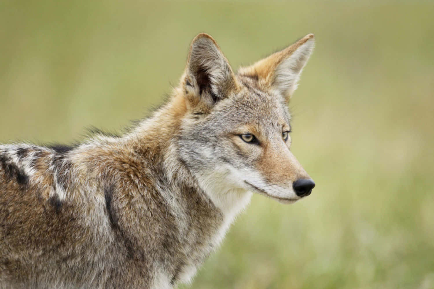 Coyote 桌布 壁紙 — 一隻郊狼的側面特寫，耳朵警覺，目光專注，背景是柔和的綠色草地。