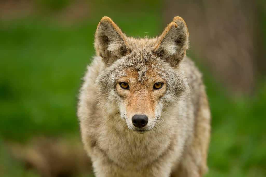 動物 桌布 壁紙 — 一隻郊狼的特寫，豎起警覺的耳朵，琥珀色的眼睛直視鏡頭，背景是模糊的綠色森林。