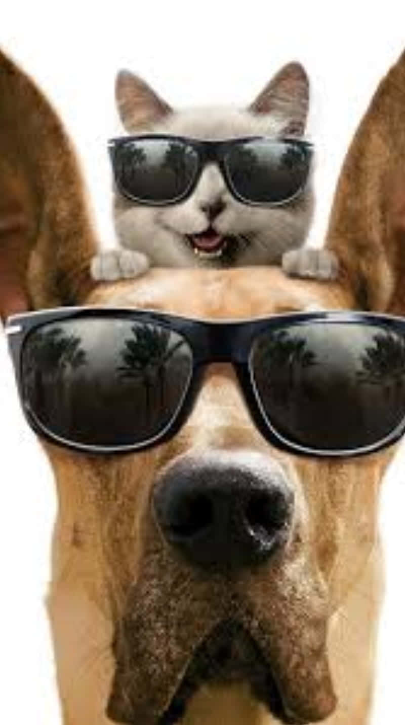 Funny Cat And Dog 桌布 壁紙 — 一隻酷酷的灰色貓咪戴著太陽眼鏡棲息在狗頭上，兩者都戴著反光鏡片太陽眼鏡，背景為純白色。