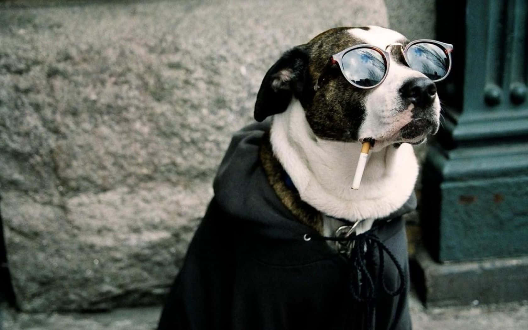 Funny Dog 桌布 壁紙 — 一隻酷酷的狗戴著太陽眼鏡和連帽上衣，嘴裡叼著一根煙，站在石牆前。