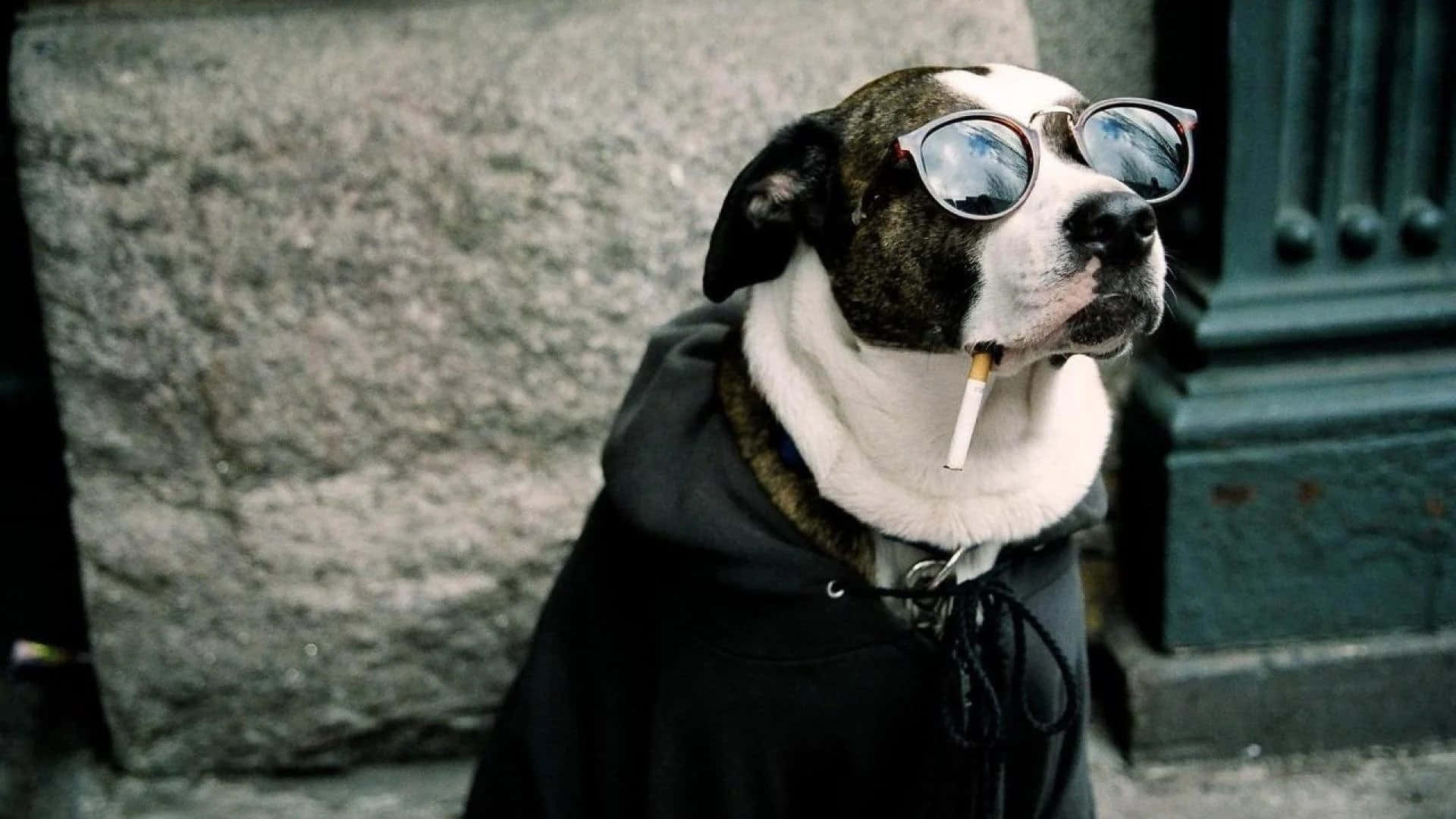 Funny Dog 桌布 壁紙 — 一隻酷酷的狗戴著太陽眼鏡和連帽衫，嘴裡叼著一根煙，靠在一面石牆上。
