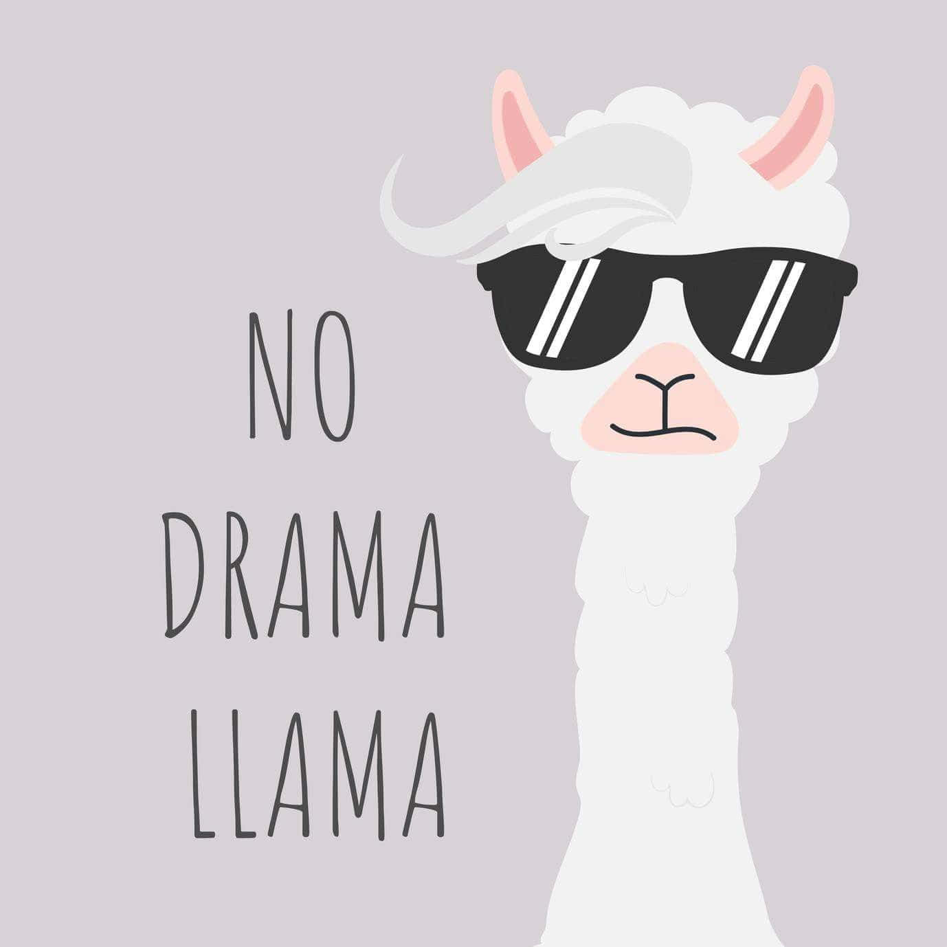 llama 桌布 壁紙 — 一隻酷酷的白色羊駝戴著黑色太陽眼鏡，表情得意，在淺紫色背景上有「NO DRAMA LLAMA」字樣。