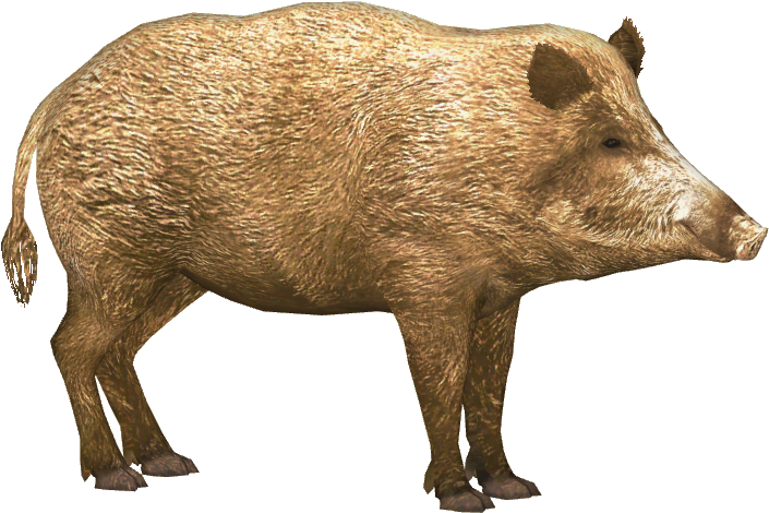 Pigs 桌布 壁紙 — 一隻野豬側面站立在透明背景上的詳細3D渲染圖。