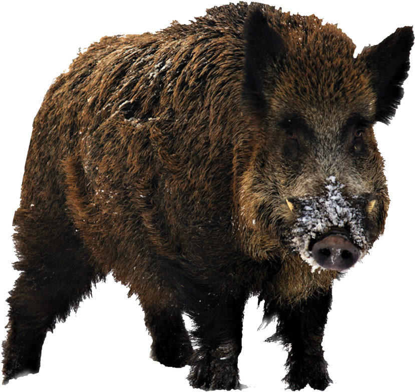 Boar 桌布 壁紙 — 一隻野豬的特寫，擁有濃密的棕色皮毛，口鼻部和背部沾有雪花。