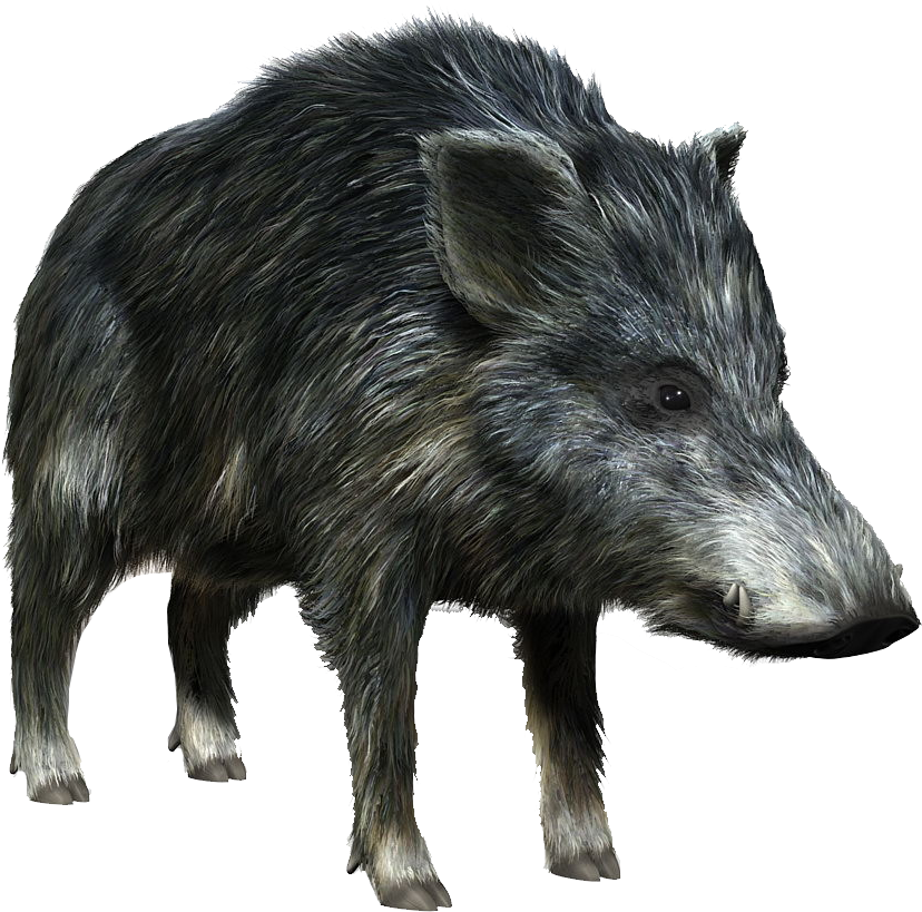 Pigs 桌布 壁紙 — 一隻野豬的詳細3D渲染圖，擁有粗糙的深灰色毛髮和突出的獠牙，站在純白色背景前。