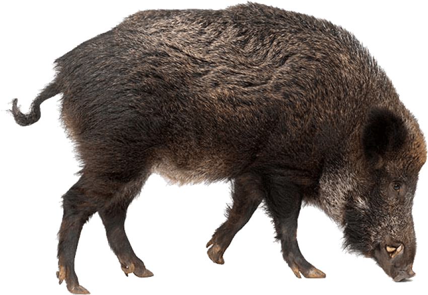 Pigs 桌布 壁紙 — 一隻野豬的詳細插圖，擁有粗糙的深色毛髮和突出的獠牙，在純綠色背景上行走。