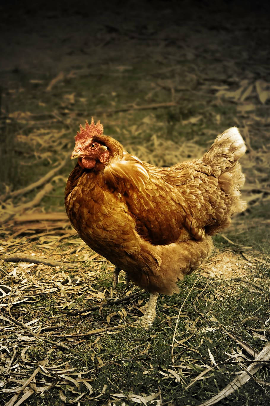 Chicken 桌布 壁紙 — 一隻金啡色的母雞在溫暖陽光下警覺地站在稻草和草地上，背景是深色模糊的。