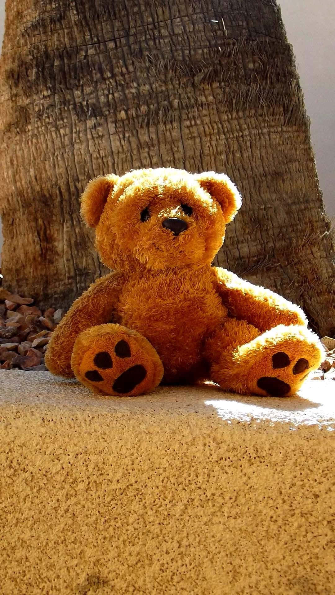 Cute Phone 桌布 壁紙 — 一隻金啡色的泰迪熊平靜地坐在陽光照射的混凝土邊緣，旁邊是質感豐富的棕櫚樹幹。