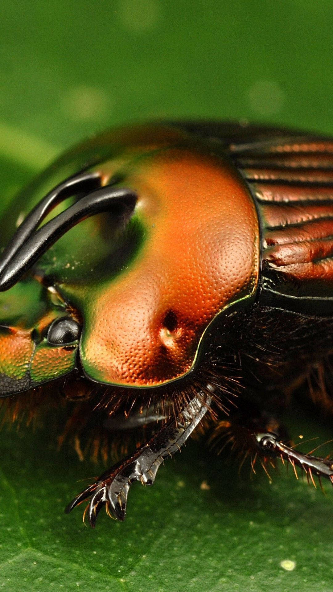 Insect 桌布 壁紙 — 一隻金屬綠色和銅色的聖甲蟲近距離特寫，停在一片鮮綠的葉子上。