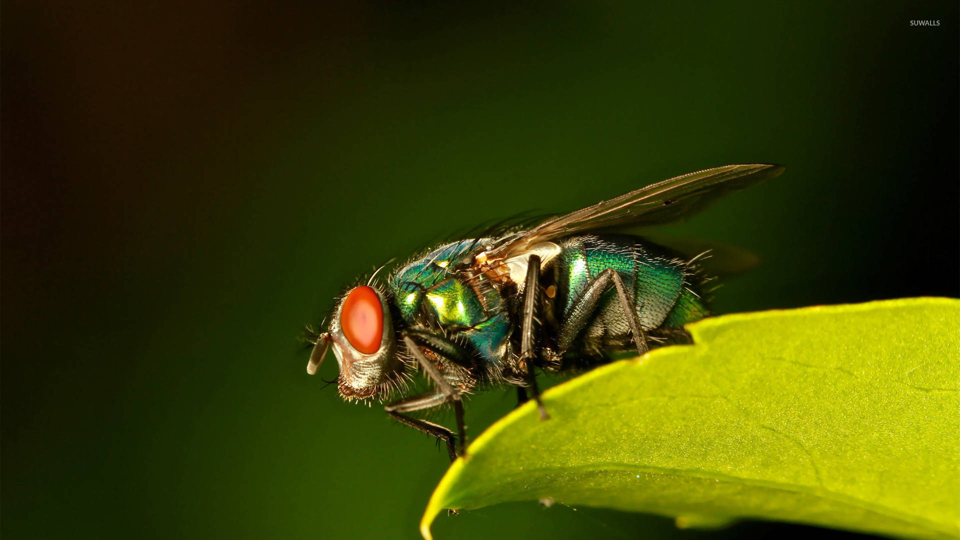 fly 桌布 壁紙 — 一隻金屬綠色紅眼蒼蠅棲息在鮮綠色葉子上的特寫，背景為深色模糊。