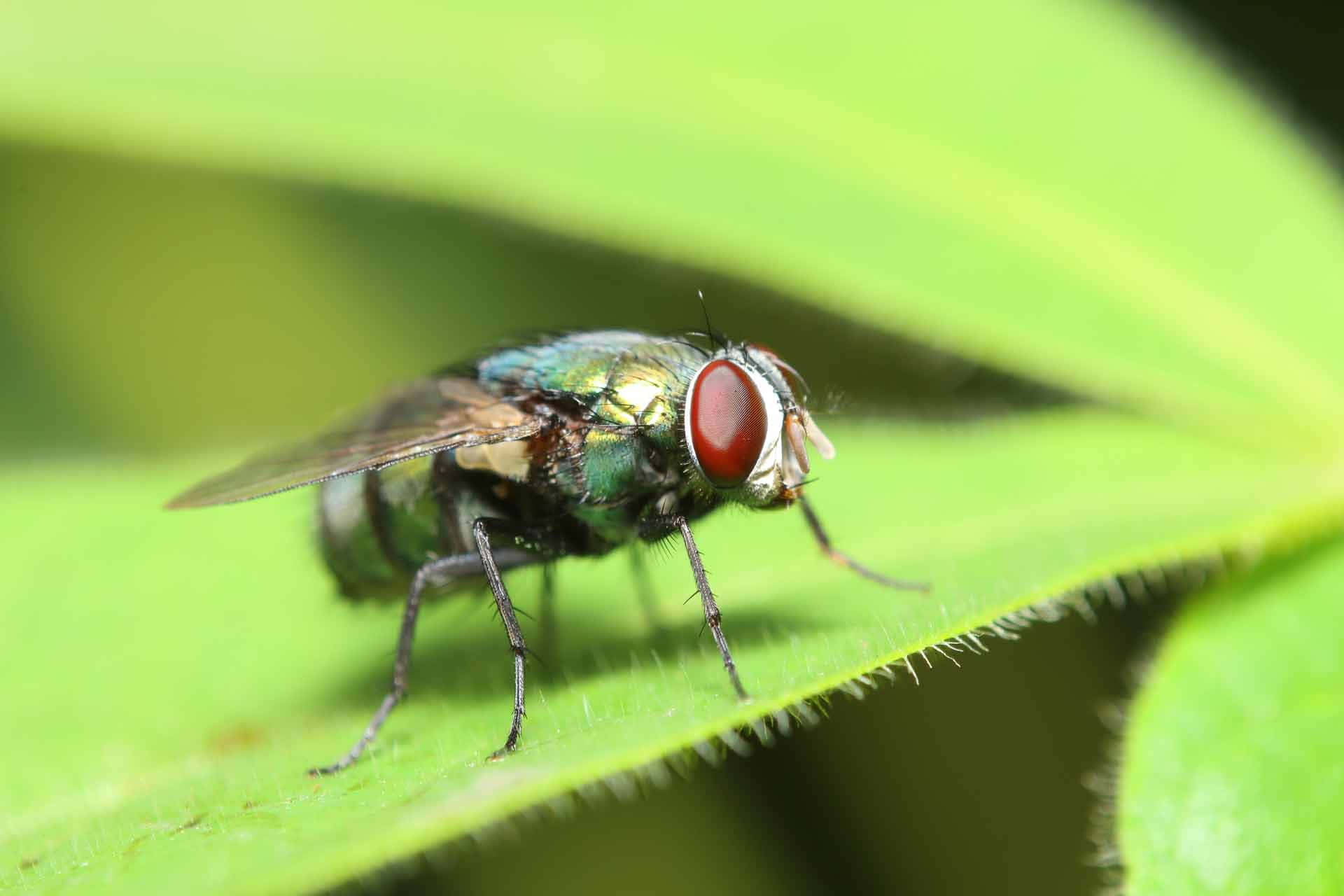 fly 桌布 壁紙 — 一隻金屬綠色蒼蠅，紅眼睛，棲息在毛茸茸的綠葉上的特寫照片。