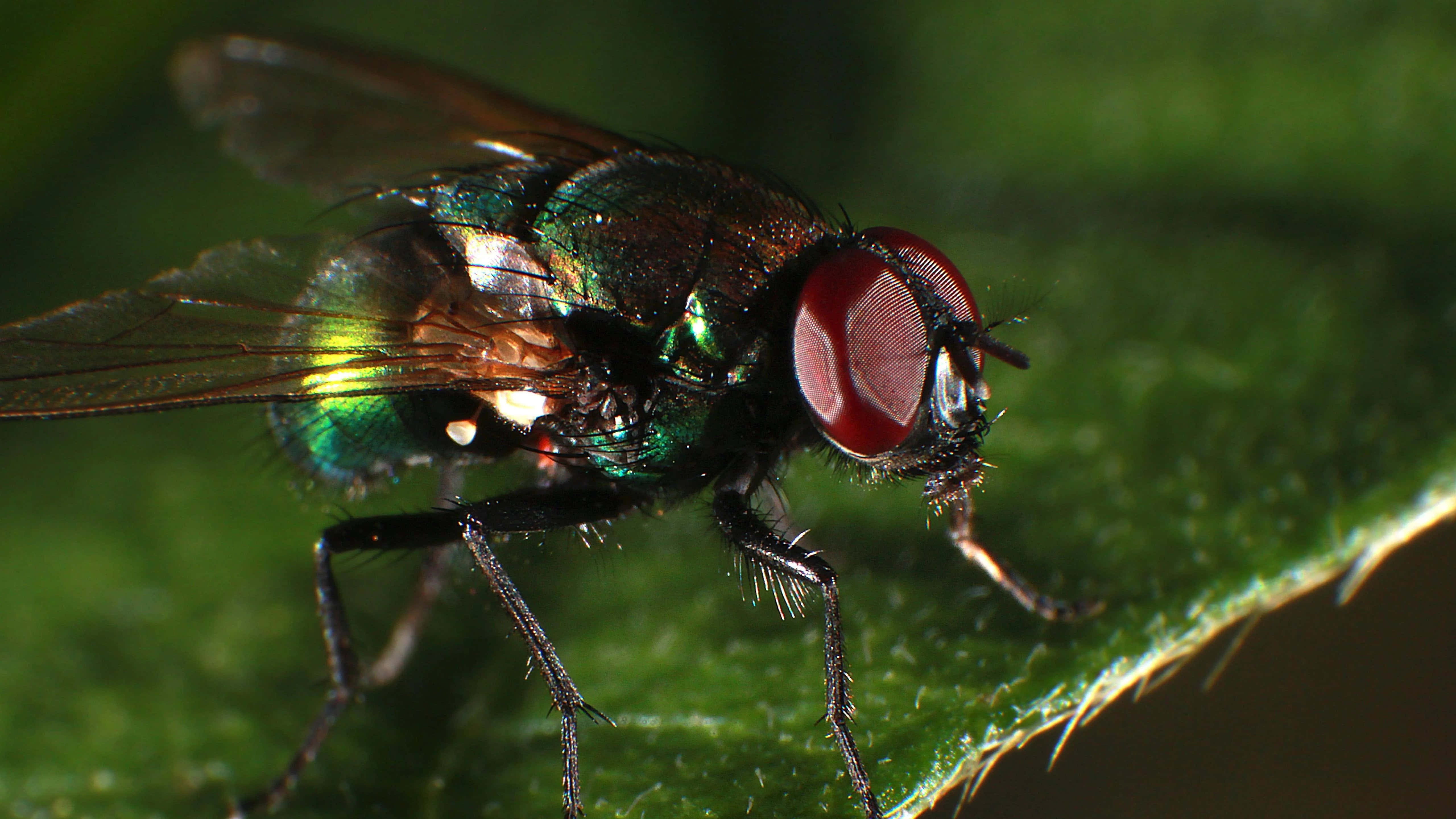 fly 桌布 壁紙 — 一隻金屬綠色蒼蠅，紅色眼睛，停在紋理清晰的綠色葉子上，微距對焦銳利。
