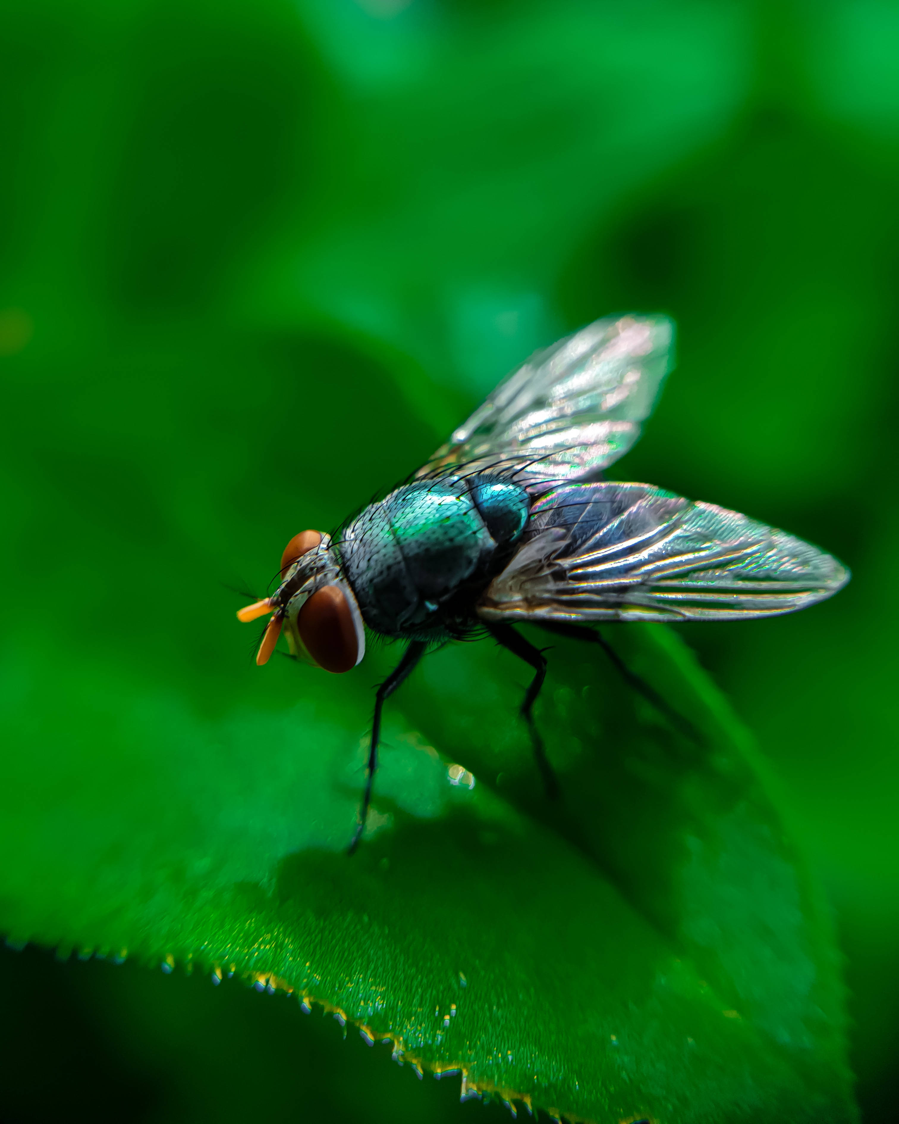 fly 桌布 壁紙 — 一隻金屬綠色蒼蠅，紅色眼睛，在柔和自然光下輕輕棲息在鮮綠色葉子上。