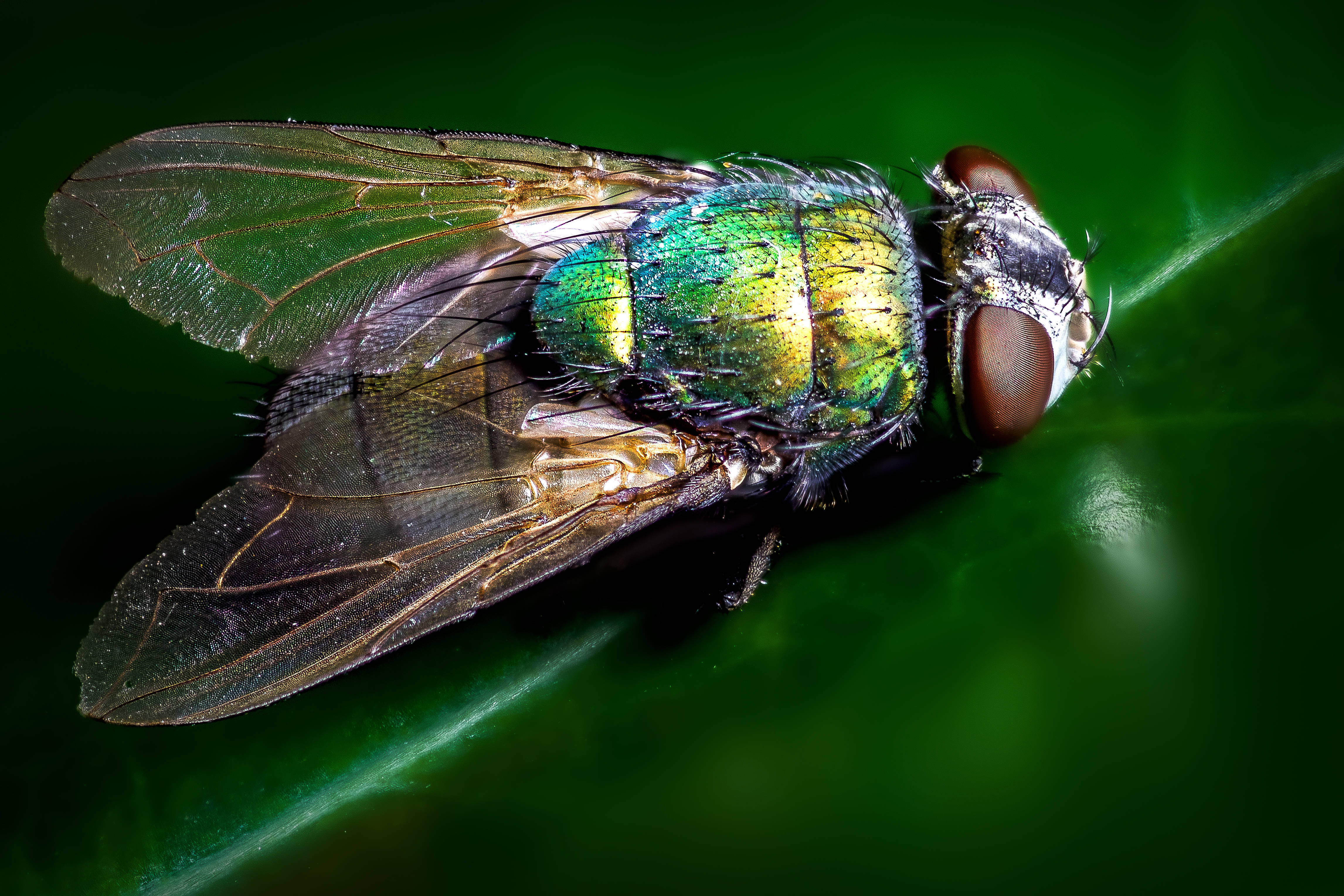 fly 桌布 壁紙 — 一隻金屬綠色蒼蠅停在光澤的綠葉上的特寫，帶有複雜的翅脈和大複眼。