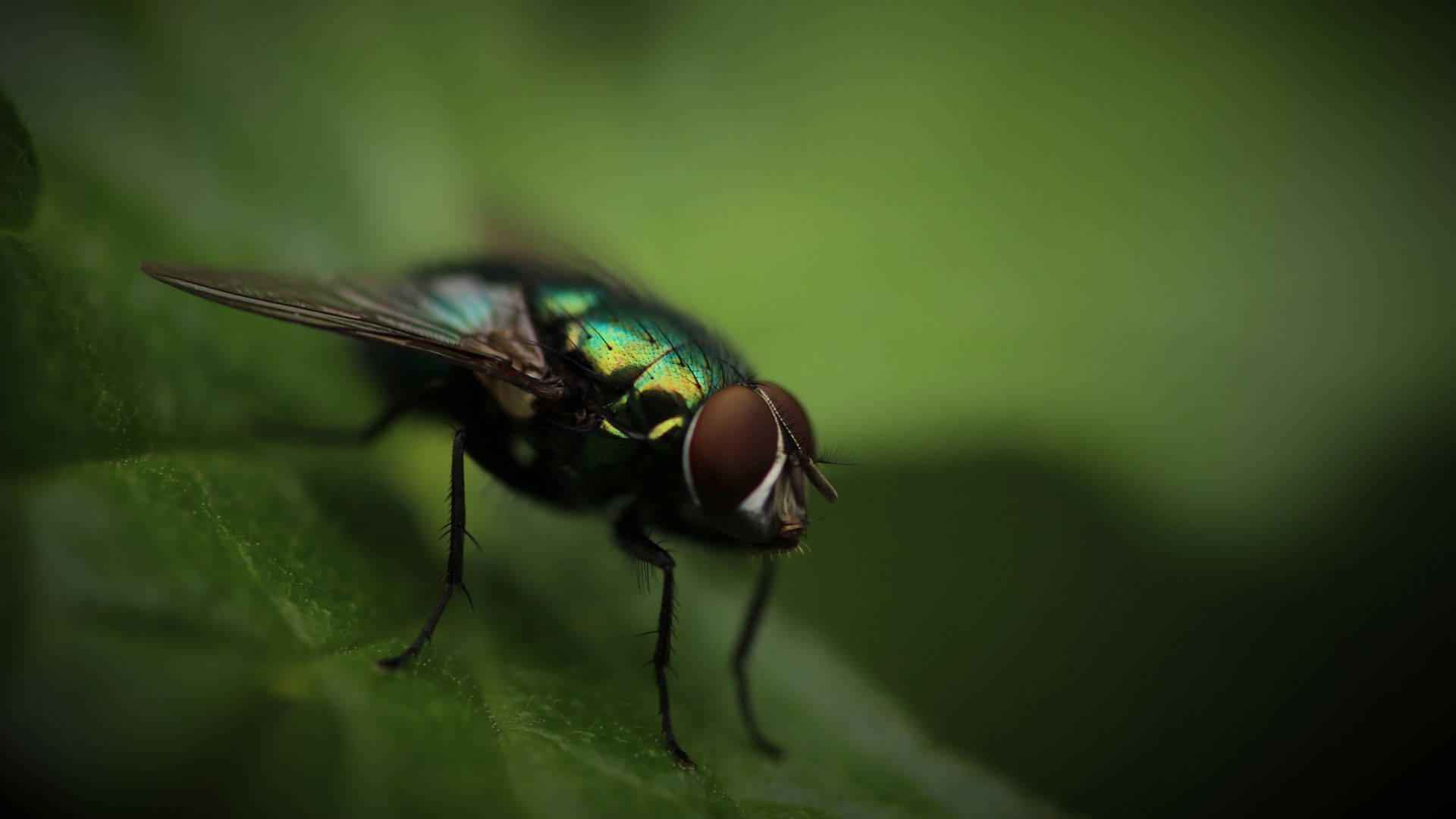 fly 桌布 壁紙 — 一隻金屬綠色蒼蠅棲息在葉子上，背景為模糊的綠色，特寫鏡頭。