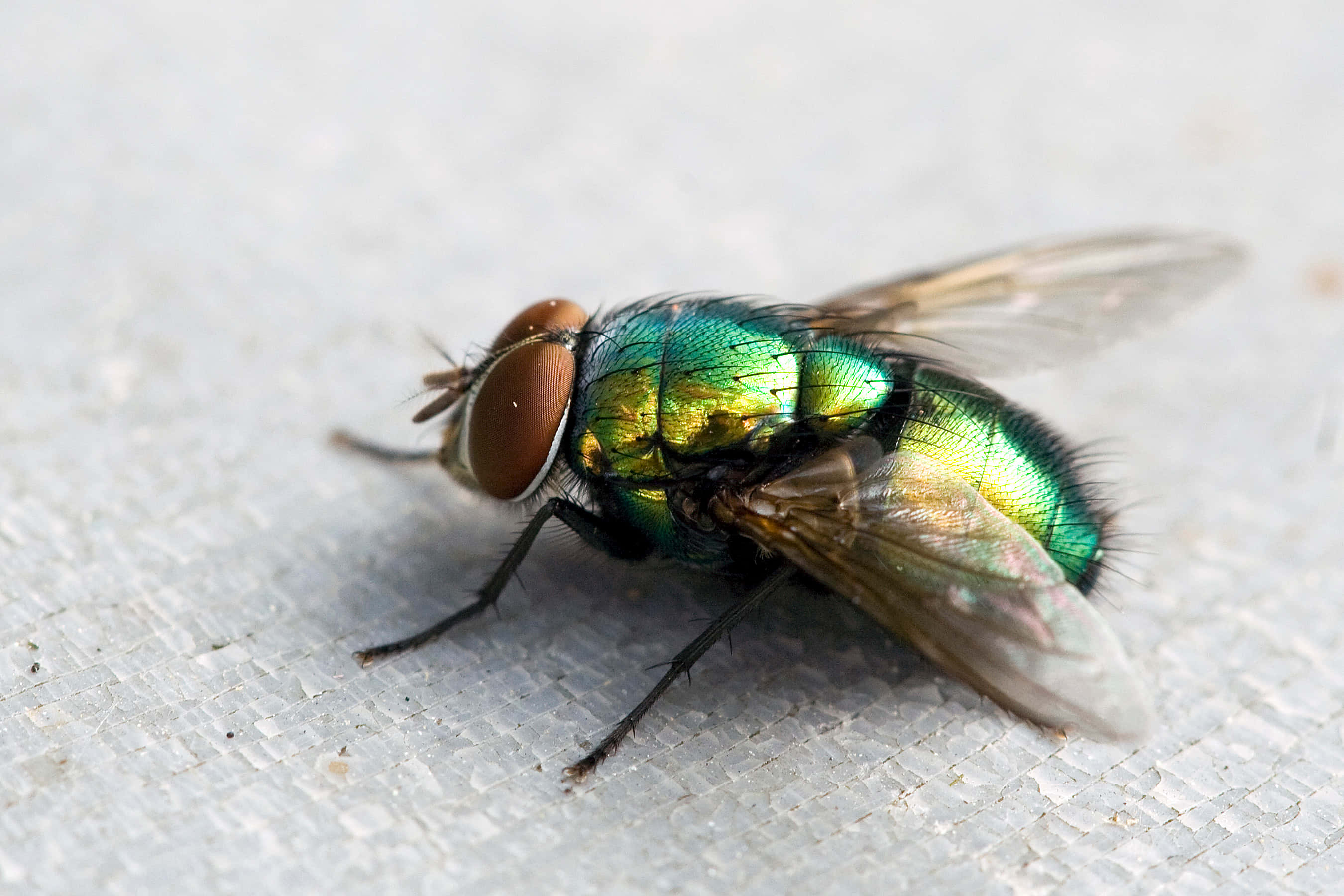 fly 桌布 壁紙 — 一隻金屬綠色蒼蠅的特寫，有著大而棕色的眼睛，停留在有紋理的白色表面上。