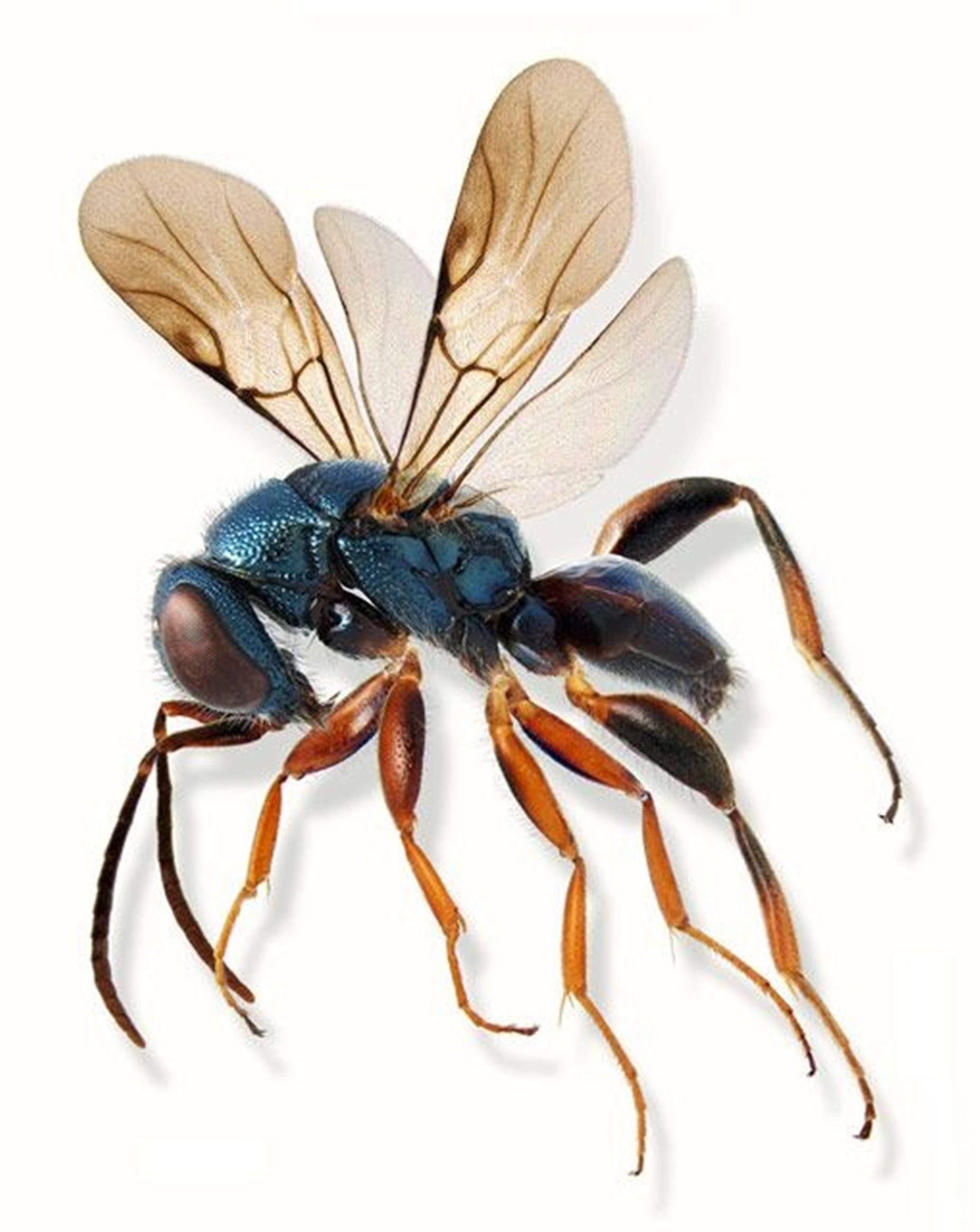 wasp 桌布 壁紙 — 一隻金屬藍色黃蜂的特寫照片，擁有琥珀色翅膀和橙色腿，背景為白色。