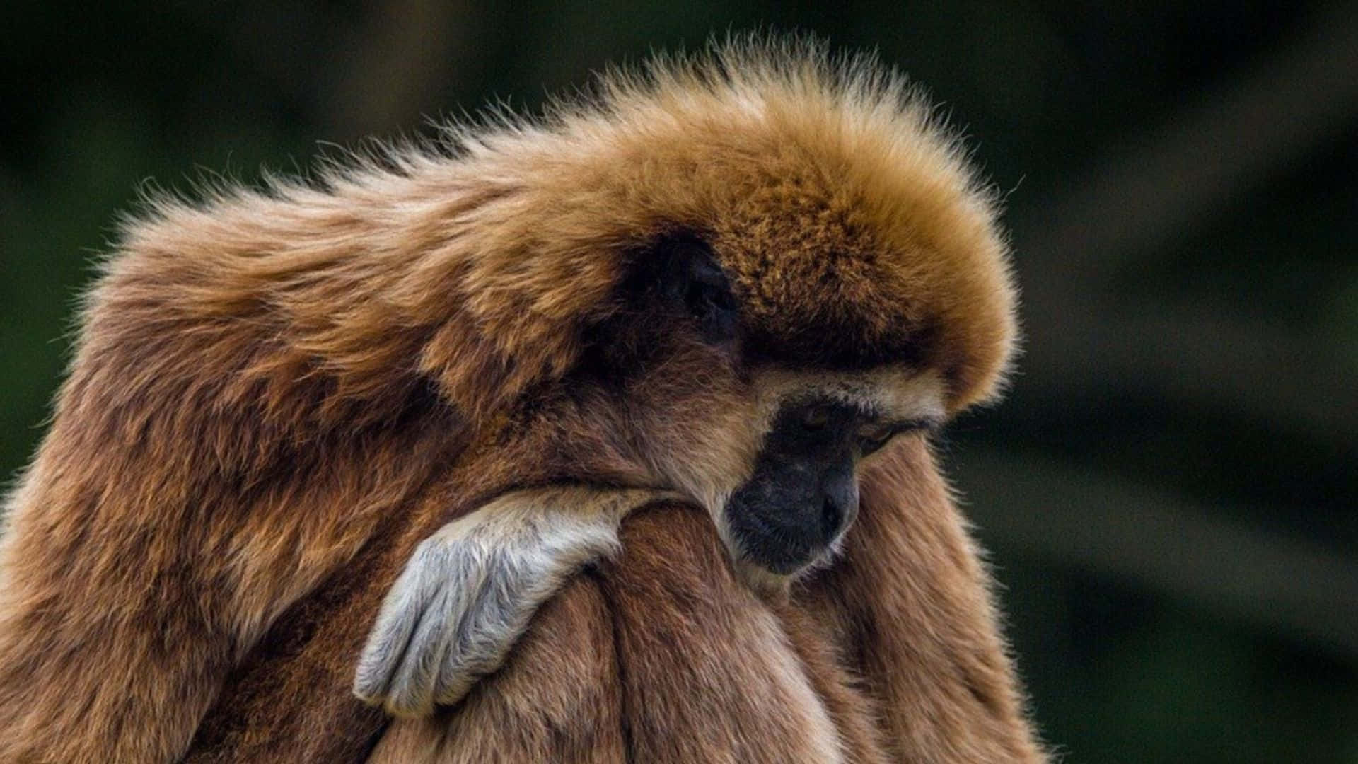 1920x1080 Gibbon 桌布 壁紙 — 一隻金棕色毛髮的長臂猿，在模糊的綠色背景下將頭靠在手臂上的特寫。