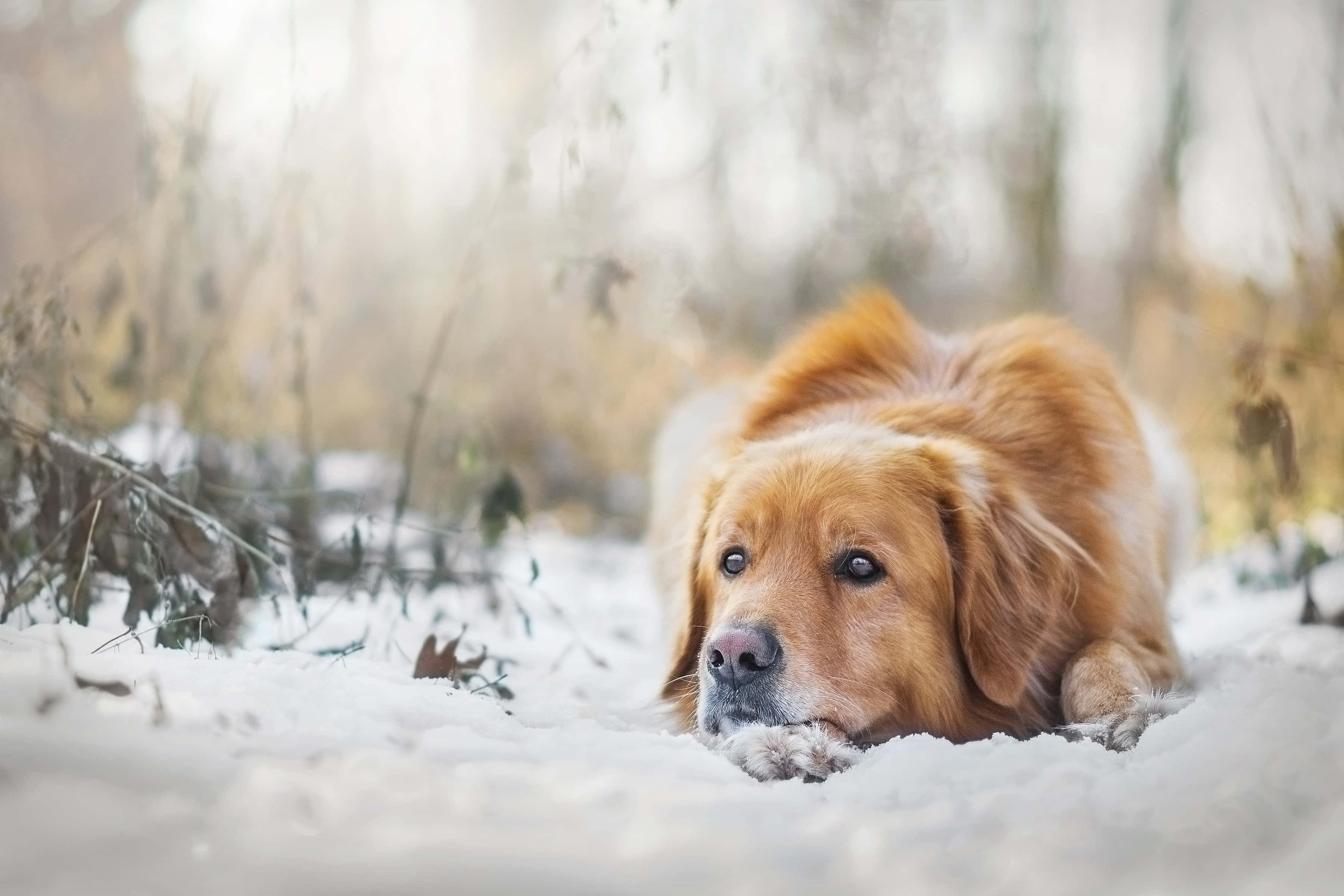 黃金獵犬 桌布 壁紙 — 一隻金毛尋回犬在新雪中平靜地休息，柔和陽光穿過光禿的冬季樹木。