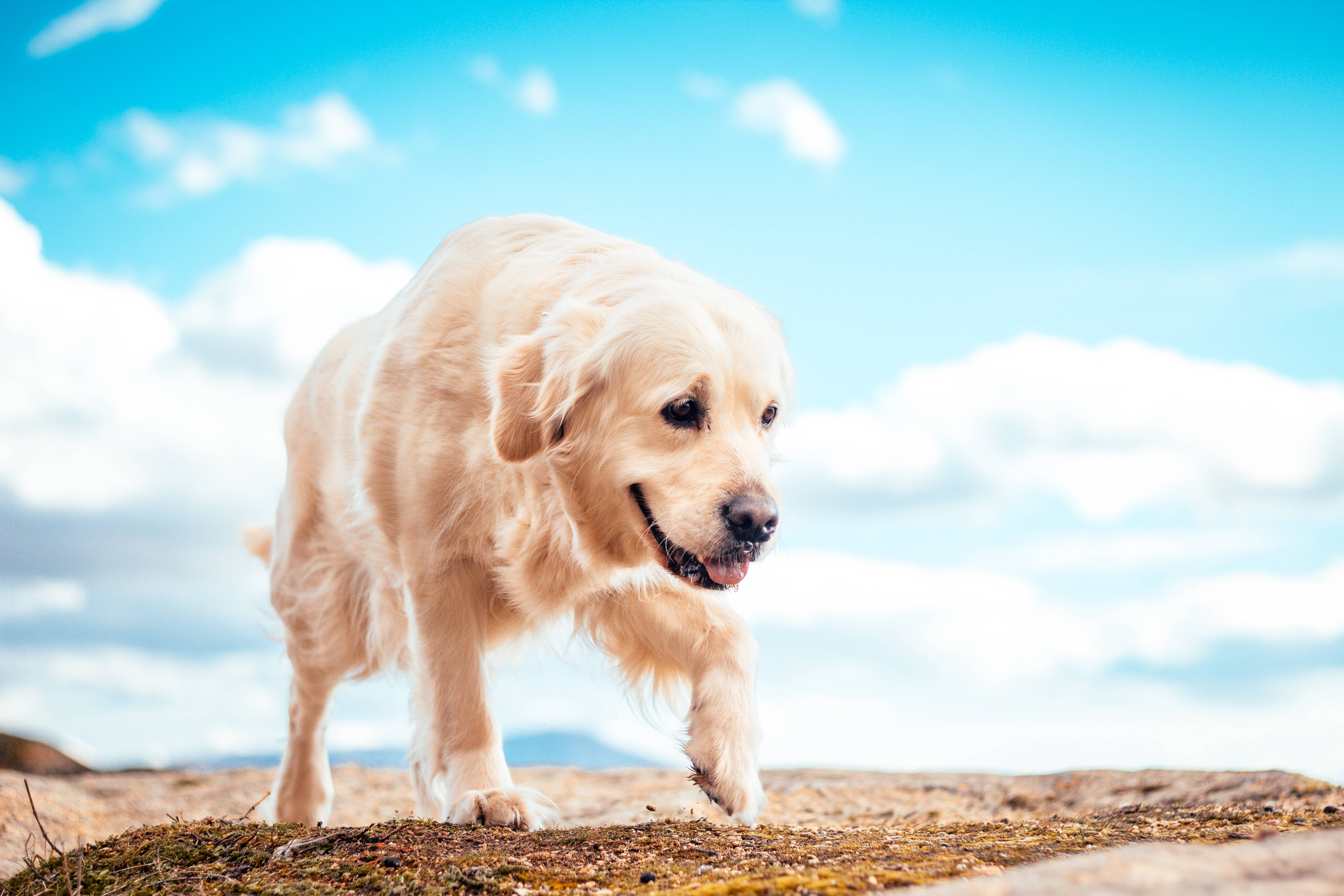 黃金獵犬 桌布 壁紙 — 一隻金毛尋回犬在長滿苔蘚的小山上警覺地站著，頭上是明亮的藍天和蓬鬆的白雲。