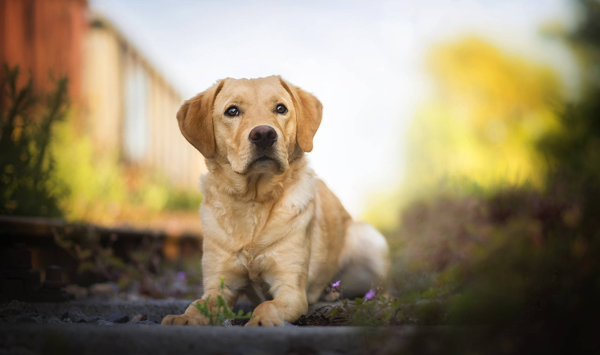 Labrador 桌布 壁紙 — 一隻金毛尋回犬專注地坐在鐵軌旁的礫石上，背景有模糊的秋葉和溫暖的陽光。
