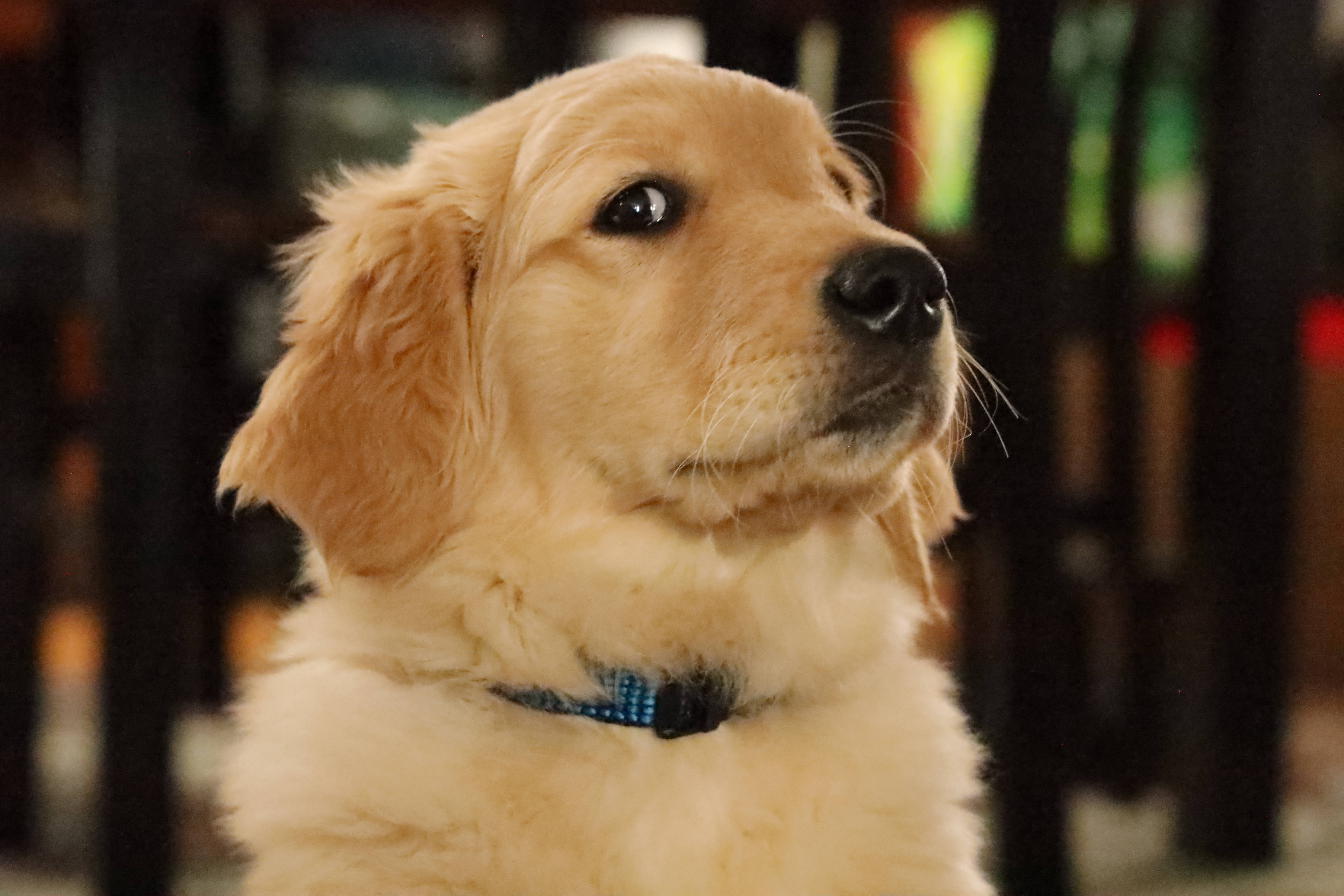 黃金獵犬 桌布 壁紙 — 一隻金毛尋回犬幼犬，擁有柔軟蓬鬆的毛髮和藍色項圈，帶著溫柔的好奇心向上凝視。