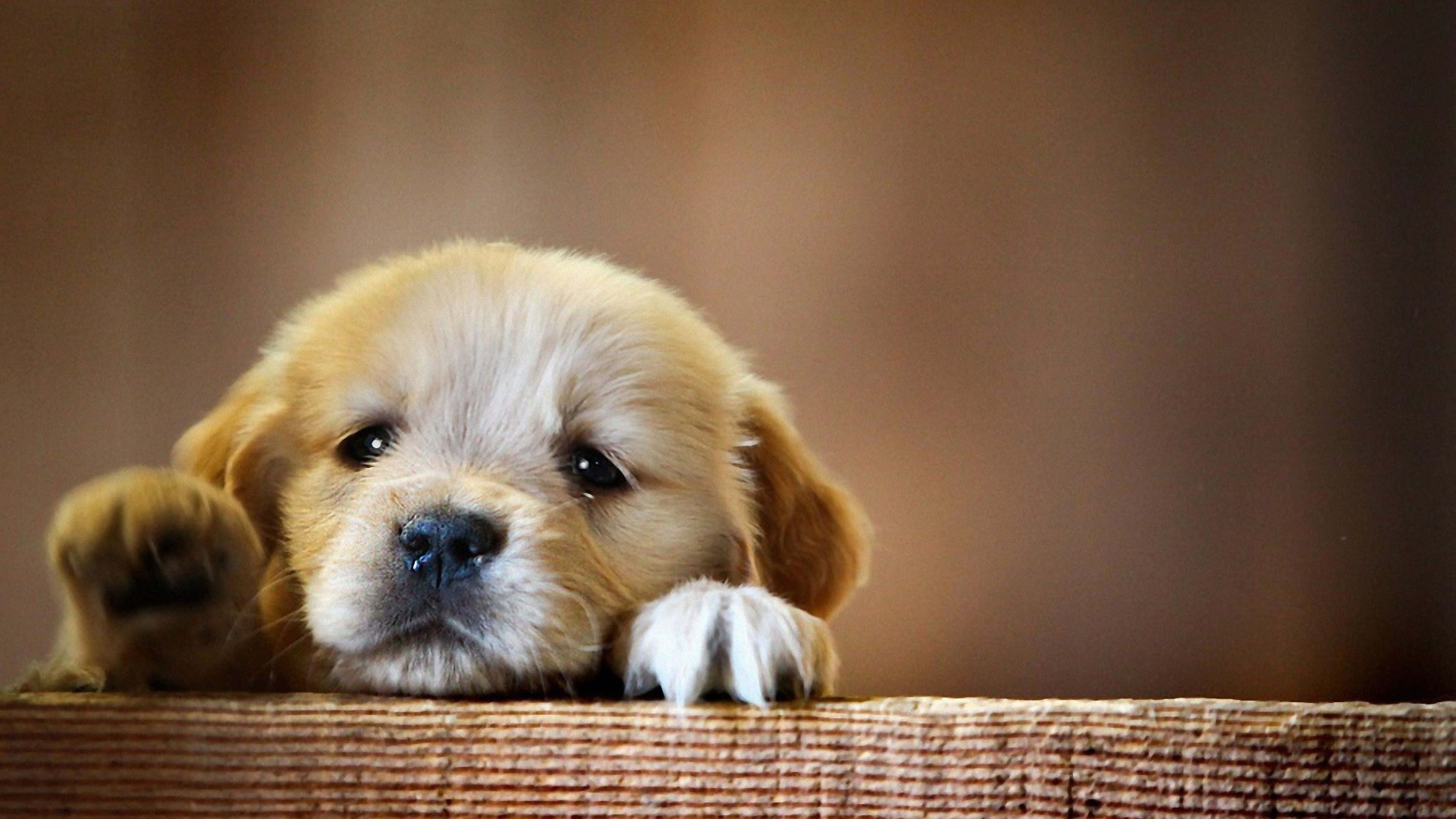 Cute Aesthetic Dog 桌布 壁紙 — 一隻金毛尋回犬幼犬，毛髮柔軟，眼睛大大，將爪子放在有紋理的表面上，好奇地凝視著觀看者。