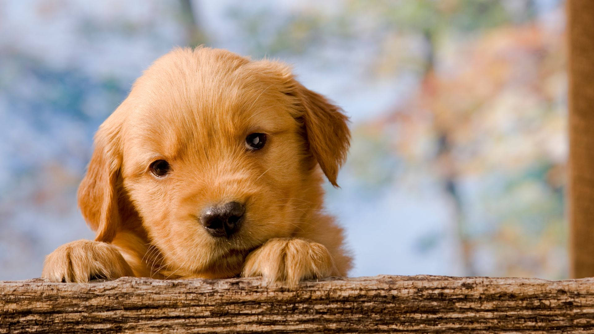 retriever 桌布 壁紙 — 一隻金毛尋回犬幼犬，毛髮柔軟，眼睛又大又黑，好奇地從風化的木柵欄上探頭張望。