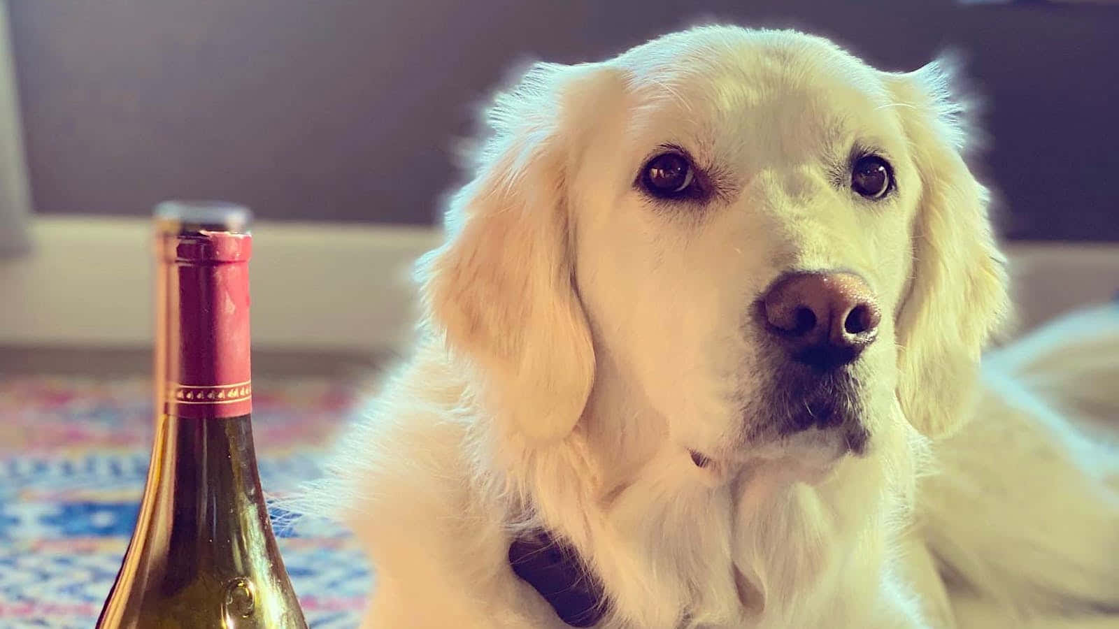黃金獵犬 桌布 壁紙 — 一隻金毛尋回犬毛髮柔軟，在圖案地毯上平靜地凝視著酒瓶旁邊。
