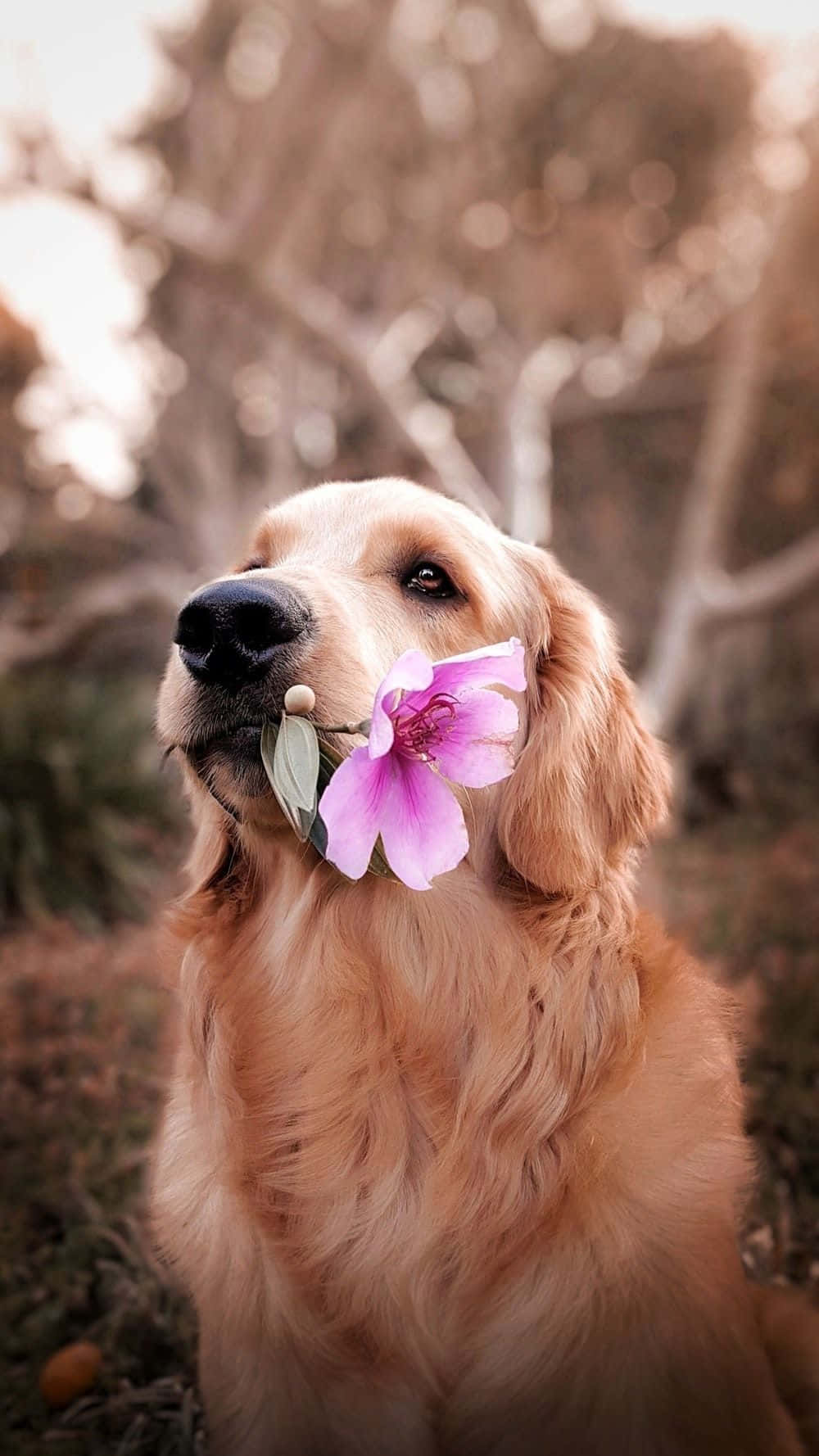 Dog iPhone 桌布 壁紙 — 一隻金毛尋回犬輕輕地叼著一朵鮮豔的粉紅色花朵，背景是柔和模糊的自然景色。