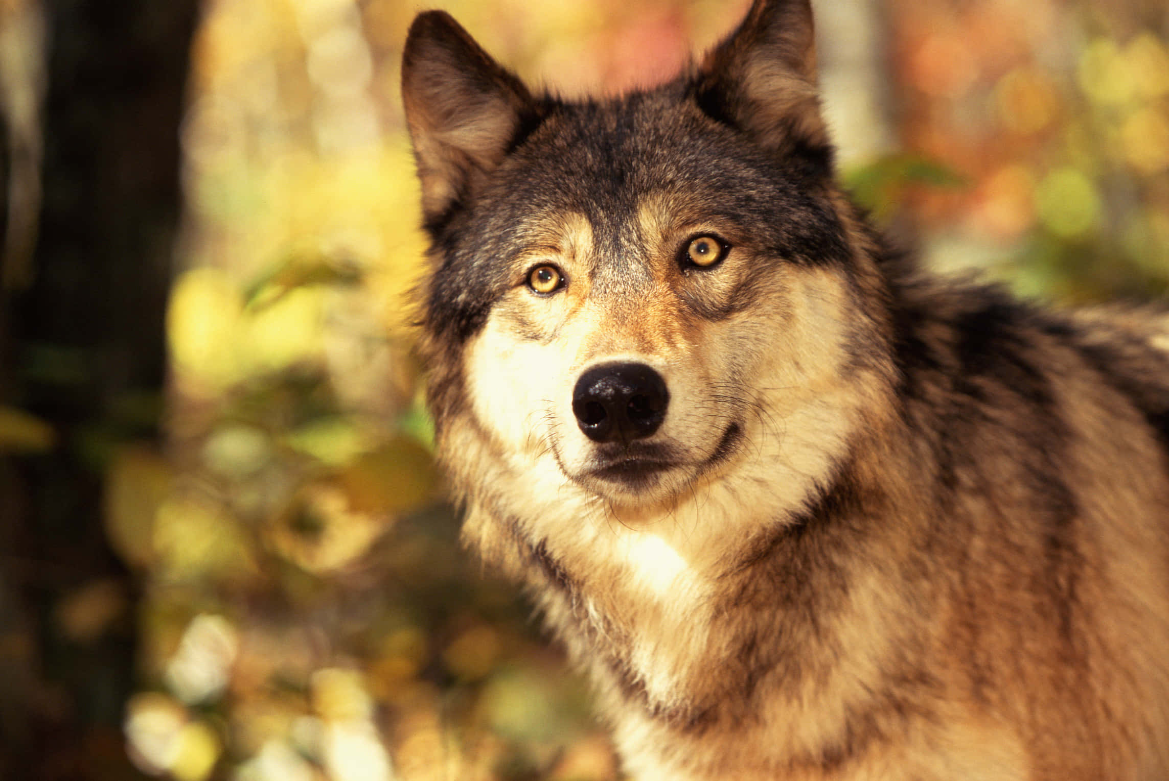 Wolf Photography 桌布 壁紙 — 一隻金眼睛、厚毛的狼的特寫，在模糊的秋林背景下凝視著。