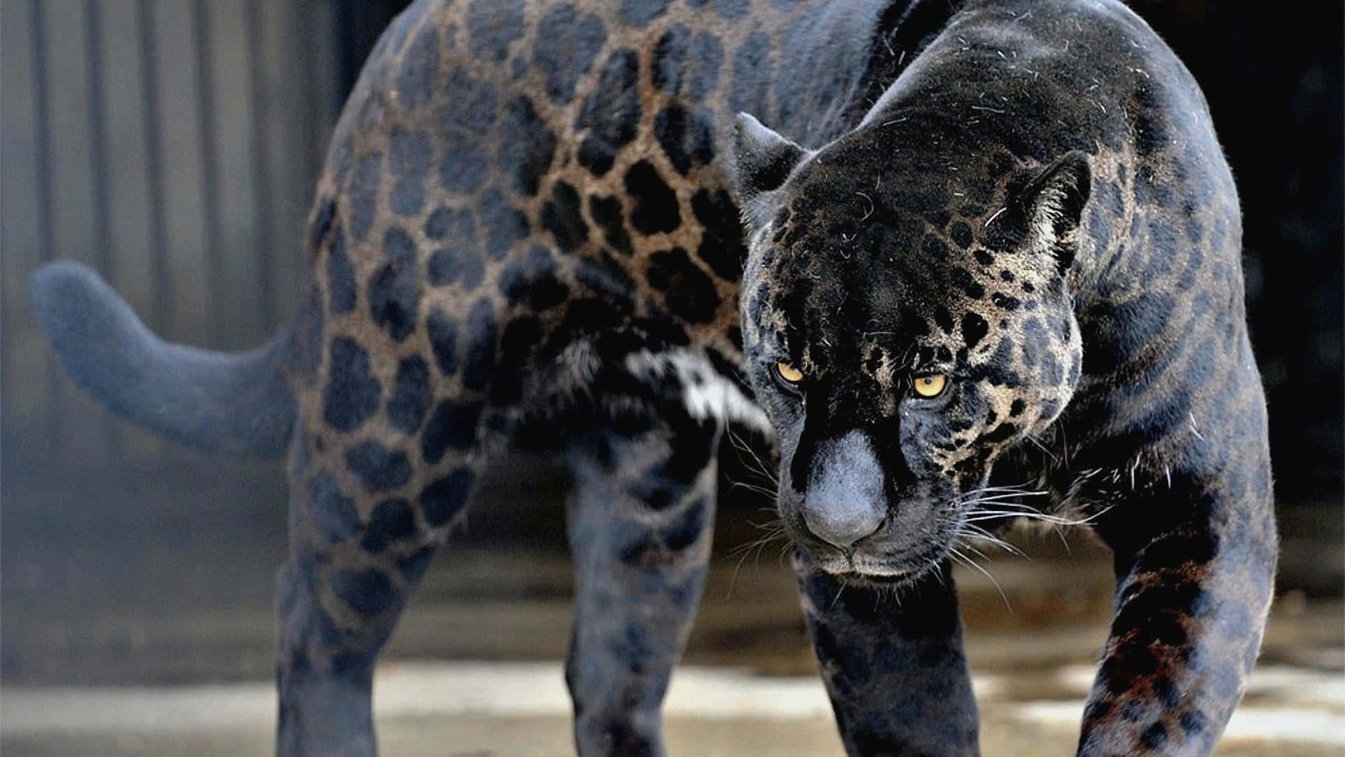 Jaguar 桌布 壁紙 — 一隻金眼黑豹在昏暗的圍欄中向前潛行，展現出強烈的專注和原始力量。