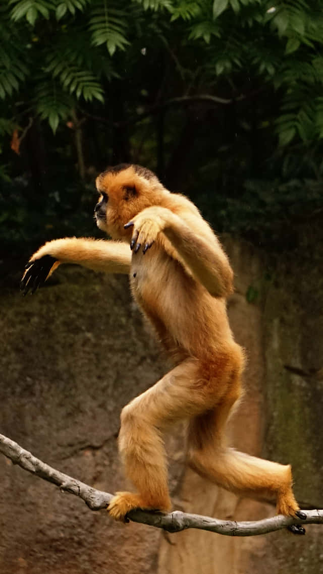 Monkey iPhone 桌布 壁紙 — 一隻金絲猴優雅地在一根樹枝上保持平衡，正跳躍穿過茂密的綠色森林樹冠。