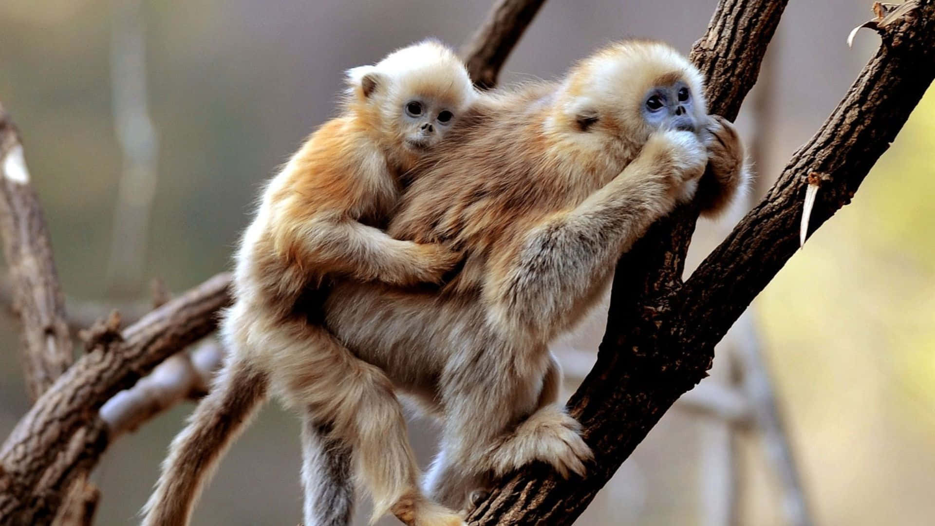 1920x1080 Gibbon 桌布 壁紙 — 一隻金絲猴在柔和自然光線的森林場景中，抱著寶寶穿過樹枝。