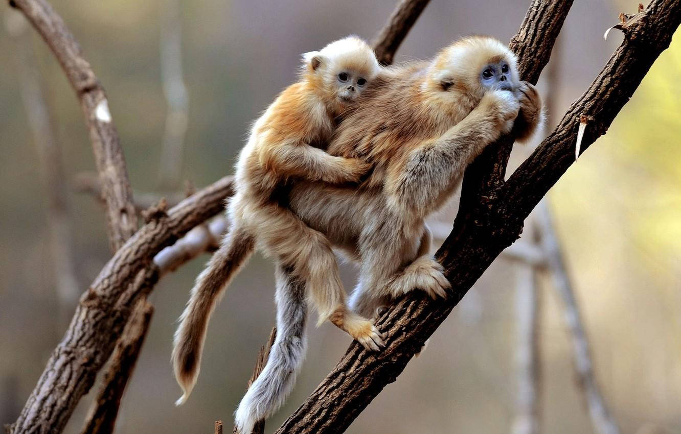 Gibbon 桌布 壁紙 — 一隻金絲猴在陽光明媚的森林場景中，抱著寶寶穿過纏結的樹枝。