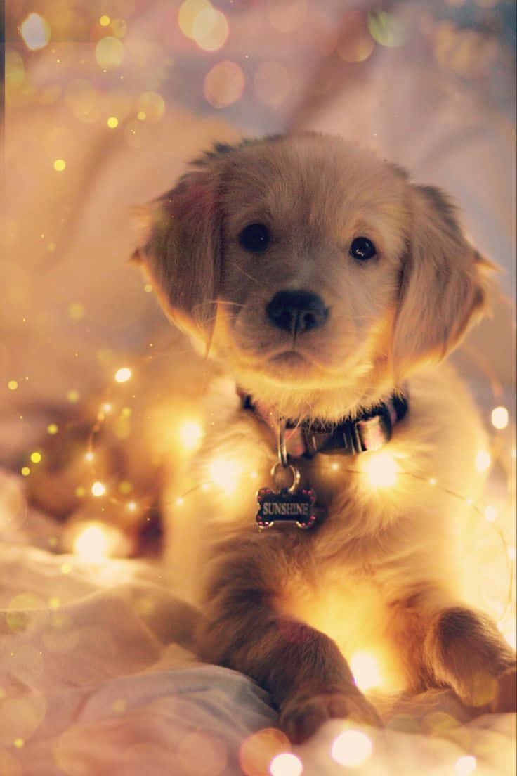 Adorable Puppy 桌布 壁紙 — 一隻金色小狗帶著「SUNSHINE」標籤，坐在柔軟的毯子上，周圍有閃爍的童話燈光。