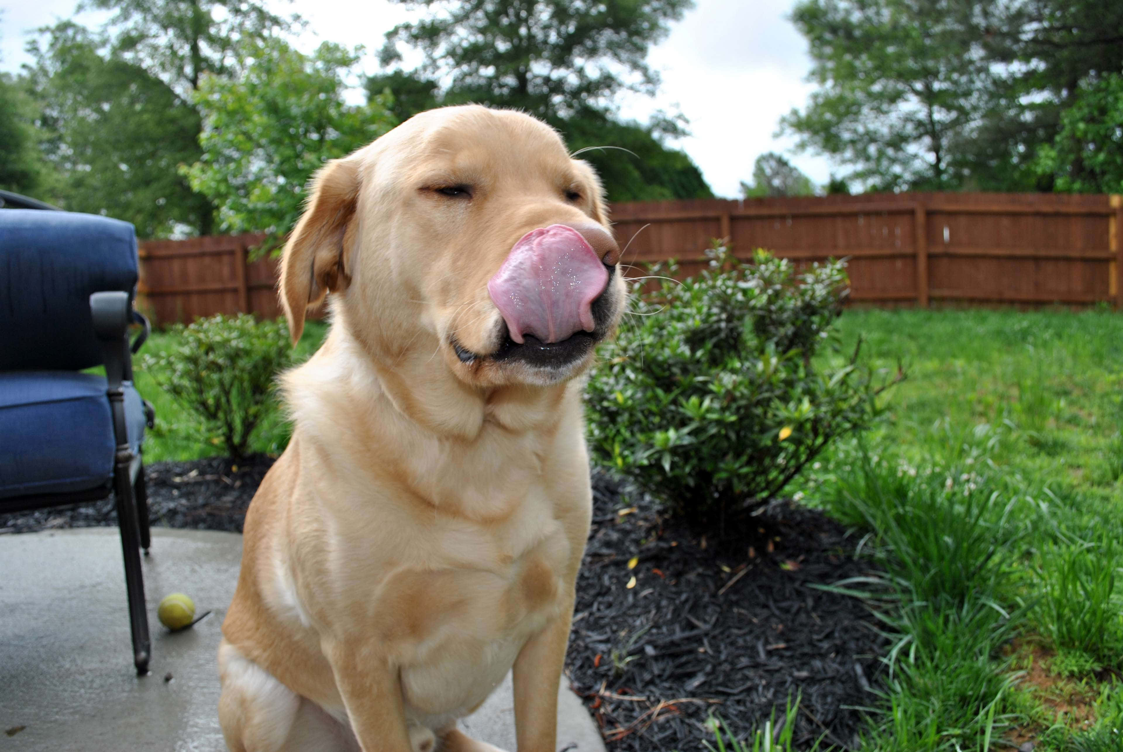 Yellow Labrador 桌布 壁紙 — 一隻金色拉布拉多坐在露臺上舔鼻子，表情幸福，周圍是綠色植物和木柵欄。
