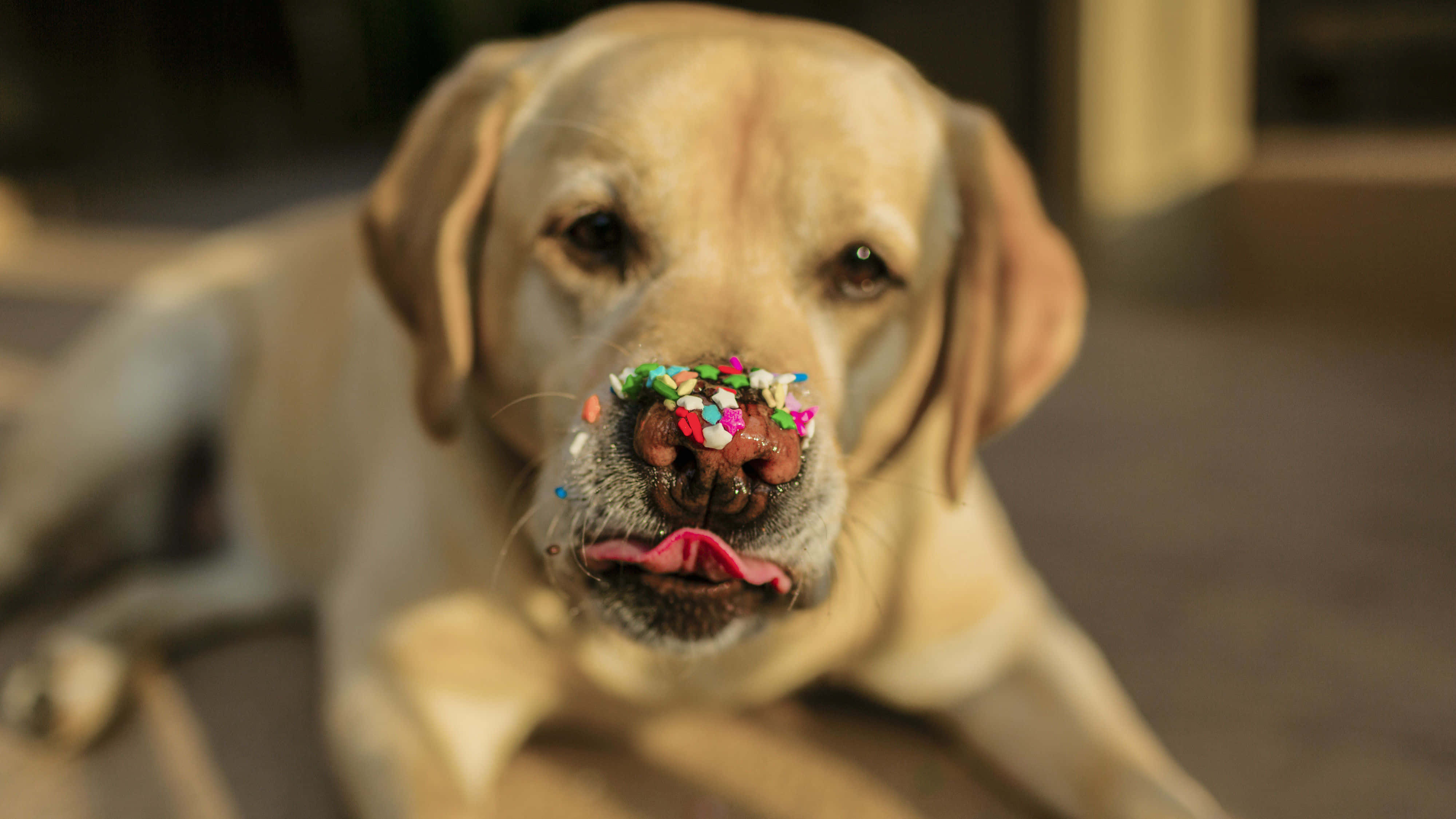 Labrador 桌布 壁紙 — 一隻金色拉布拉多尋回犬，鼻子上有彩色糖粒，帶著頑皮的表情直視鏡頭。