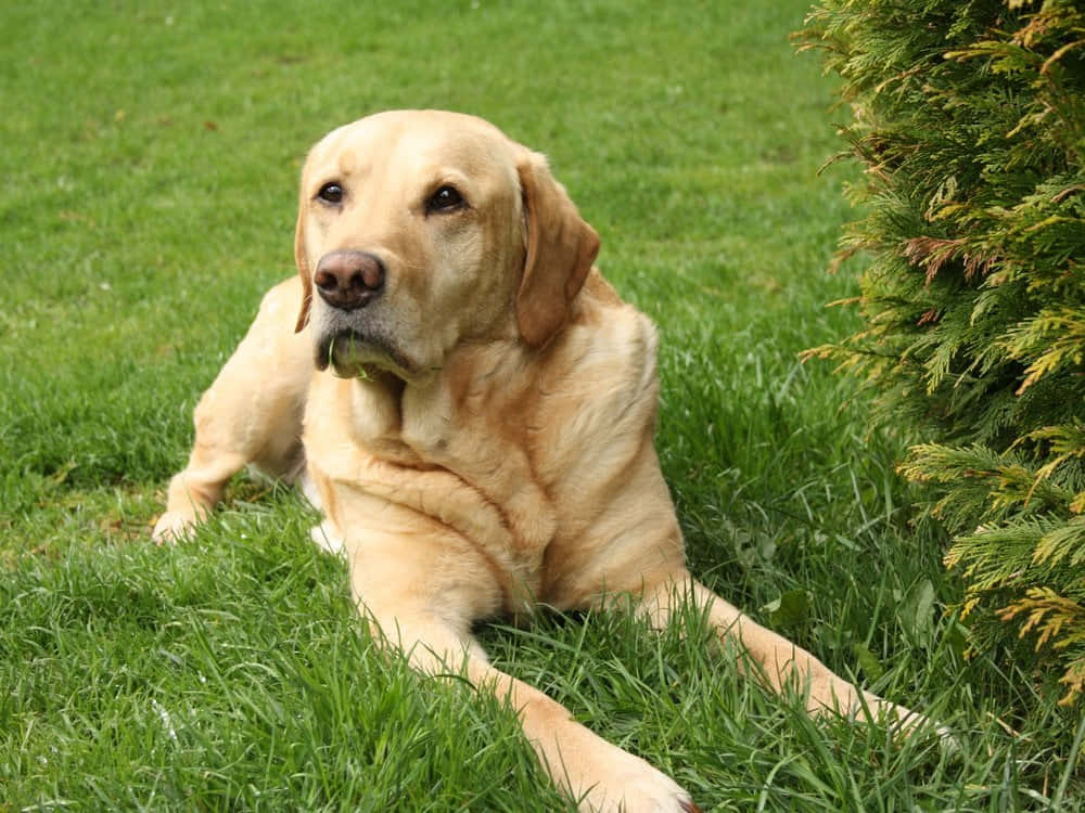 Labrador 桌布 壁紙 — 一隻金色拉布拉多尋回犬在茂密的常綠灌木旁，平靜地躺在青翠的草地上休息。