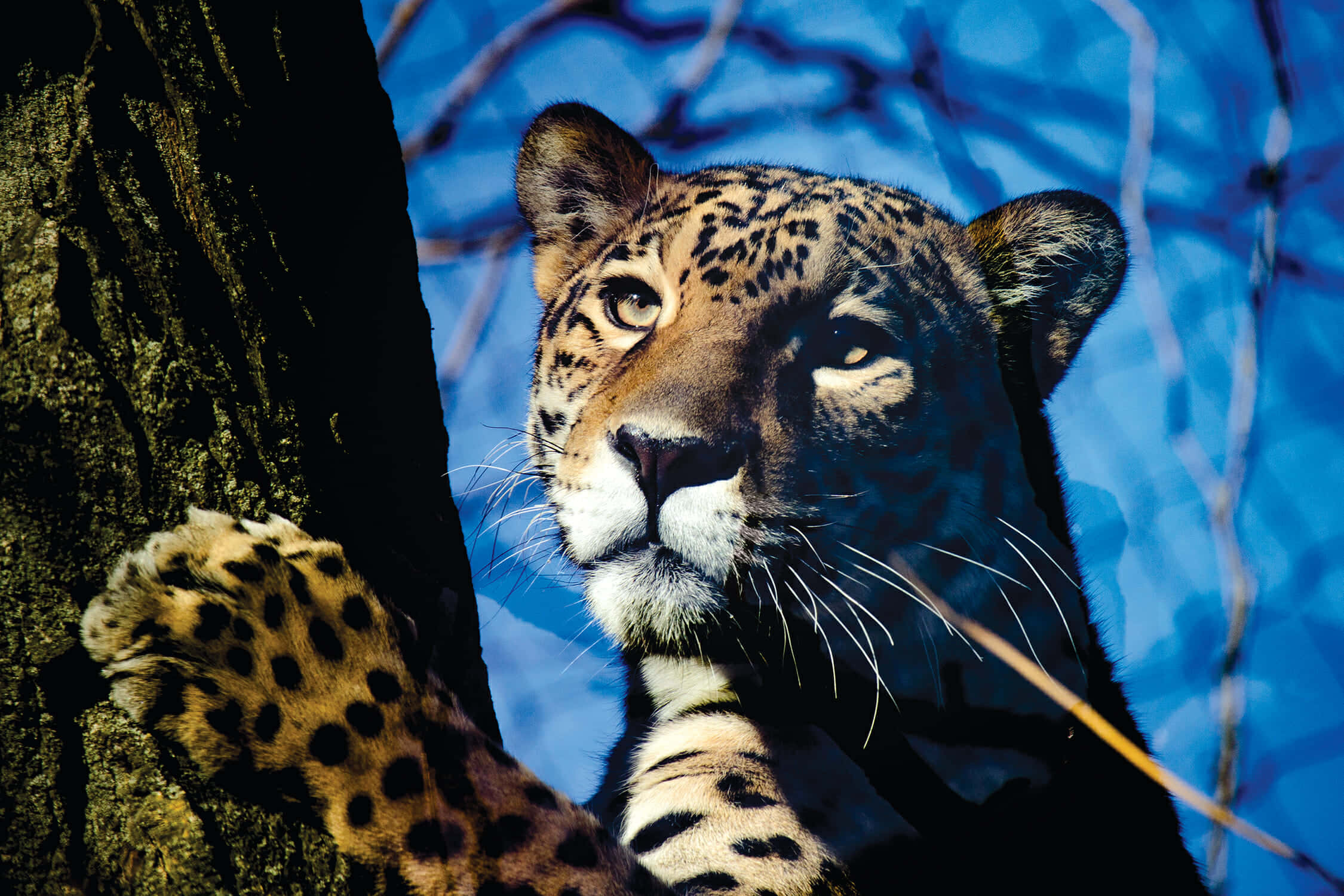 Jaguar 桌布 壁紙 — 一隻金色斑點毛皮的豹子緊抓著樹幹，背景是帶有光禿樹枝的鮮豔藍天。