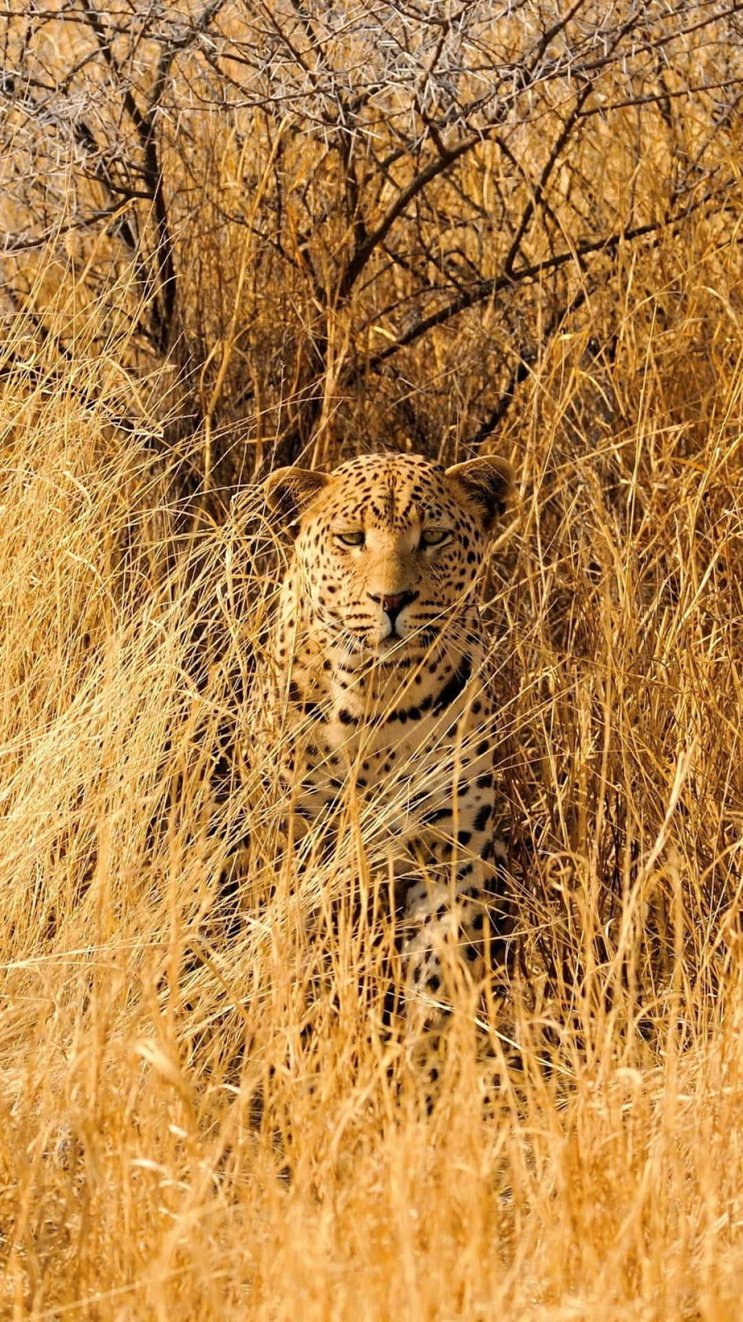 African Wildlife 桌布 壁紙 — 一隻金色斑點皮毛的豹在溫暖陽光下從高高的乾草中凝視著。